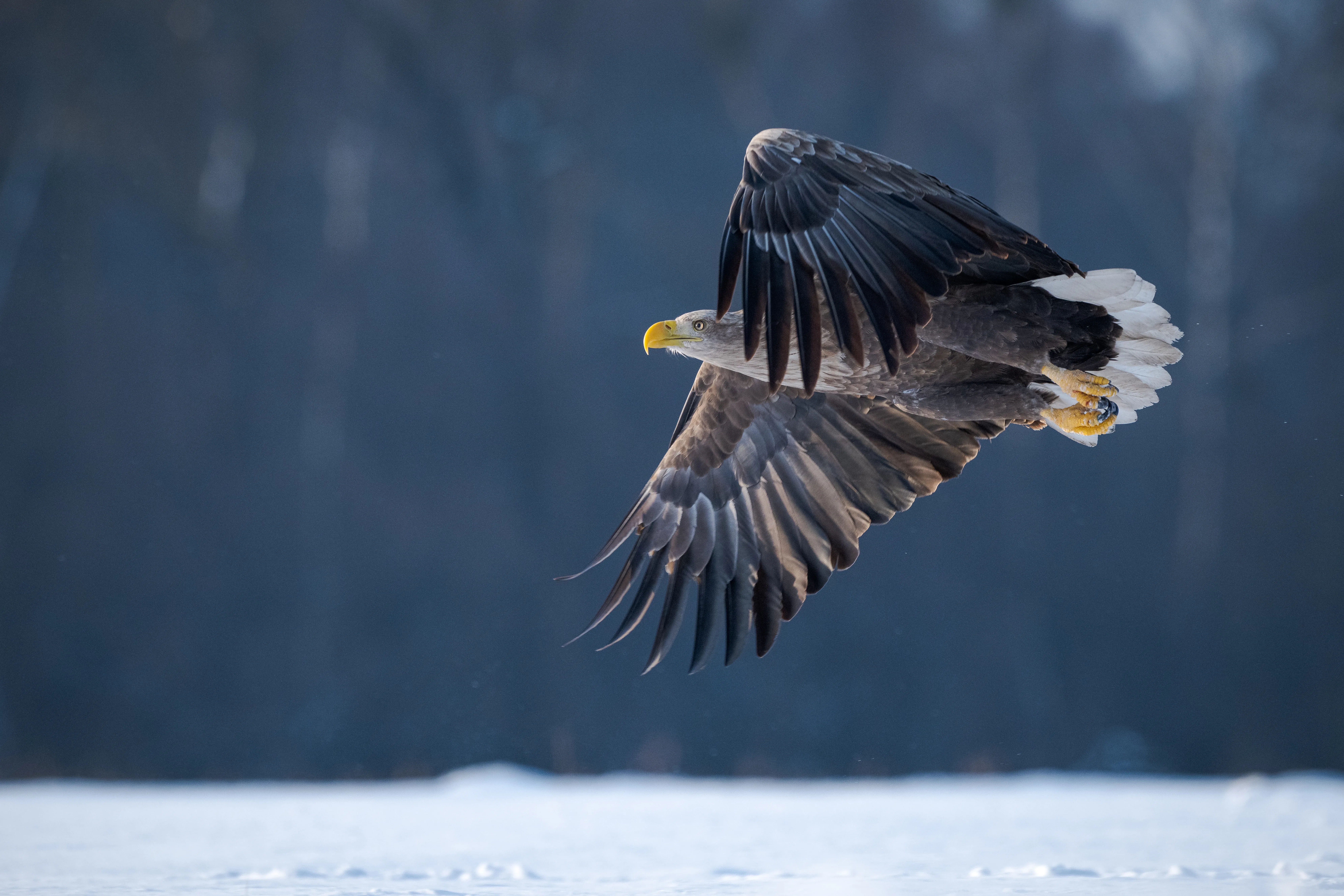Águila en vuelo sobre nieve