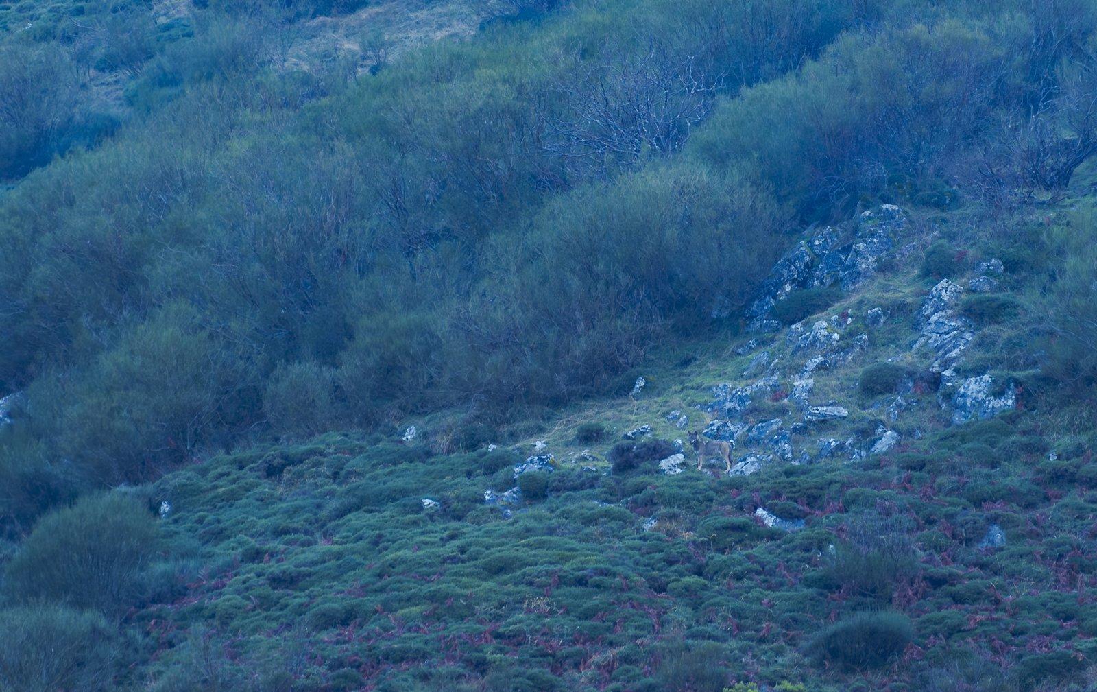Lobo ibérico en su monte
