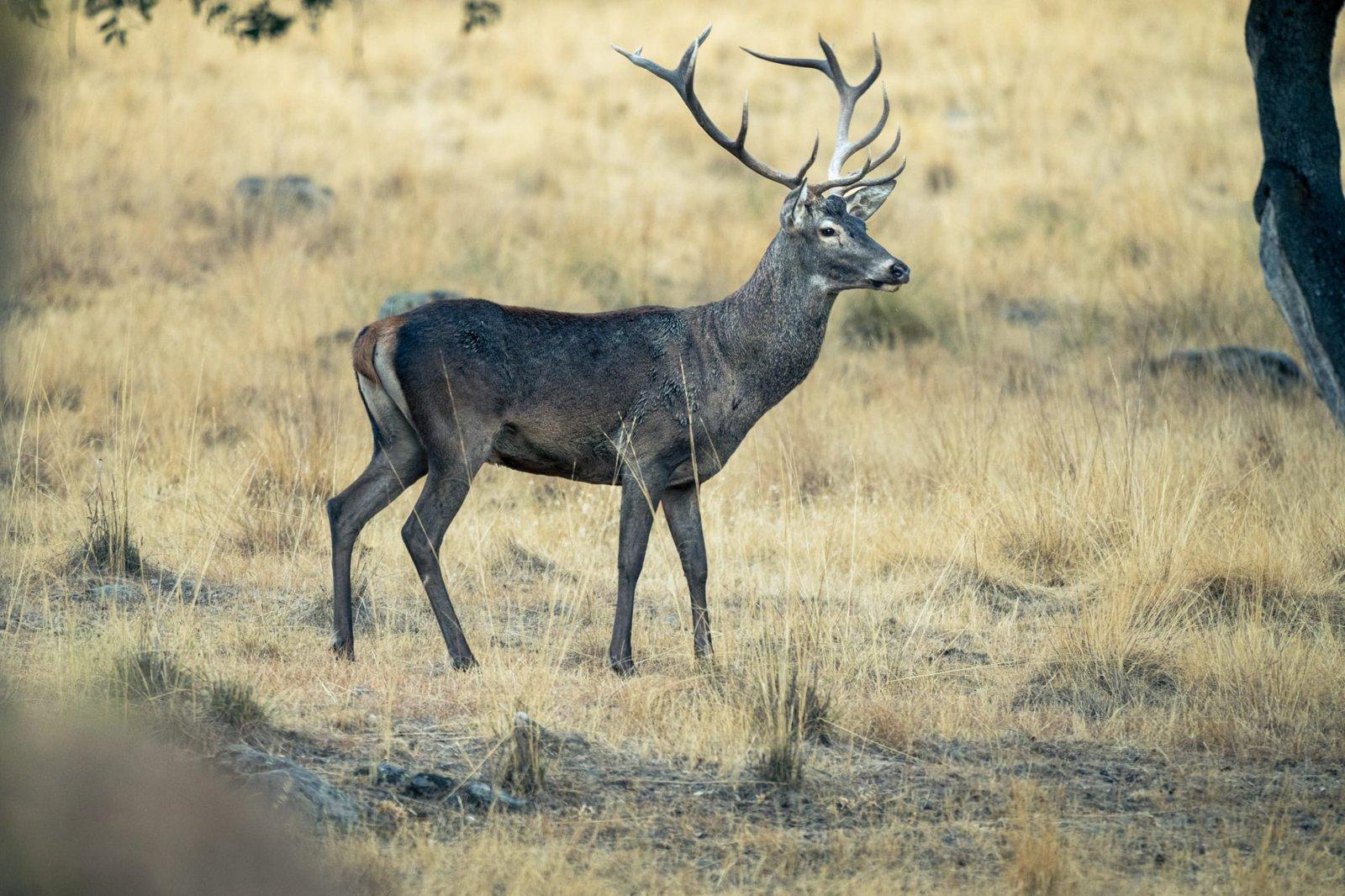 Ciervo, una de las presas naturales del lobo