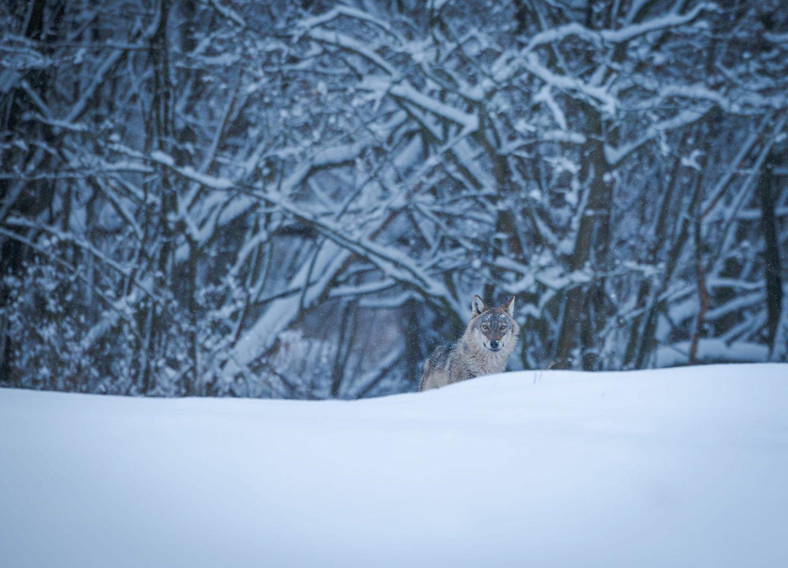 Lobo en un bosque nevado de Polonia