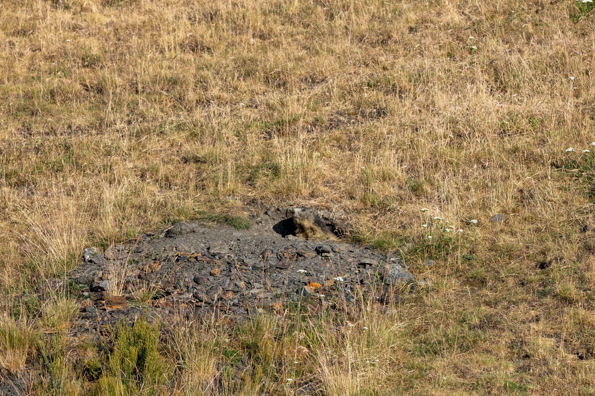Marmota asomando por su madriguera en el Vall de Boí
