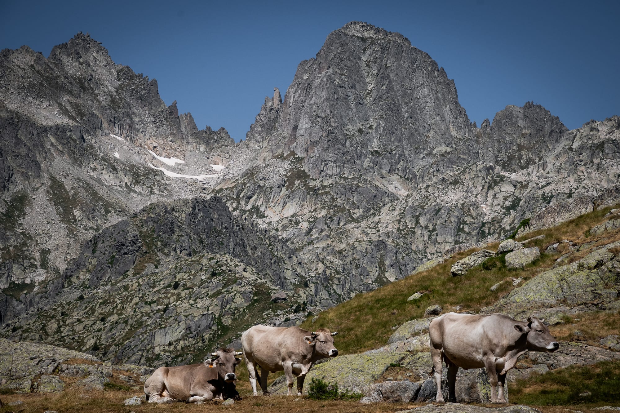 Marmotas, rebecos y quebrantahuesos: una mañana en el Vall de Boí