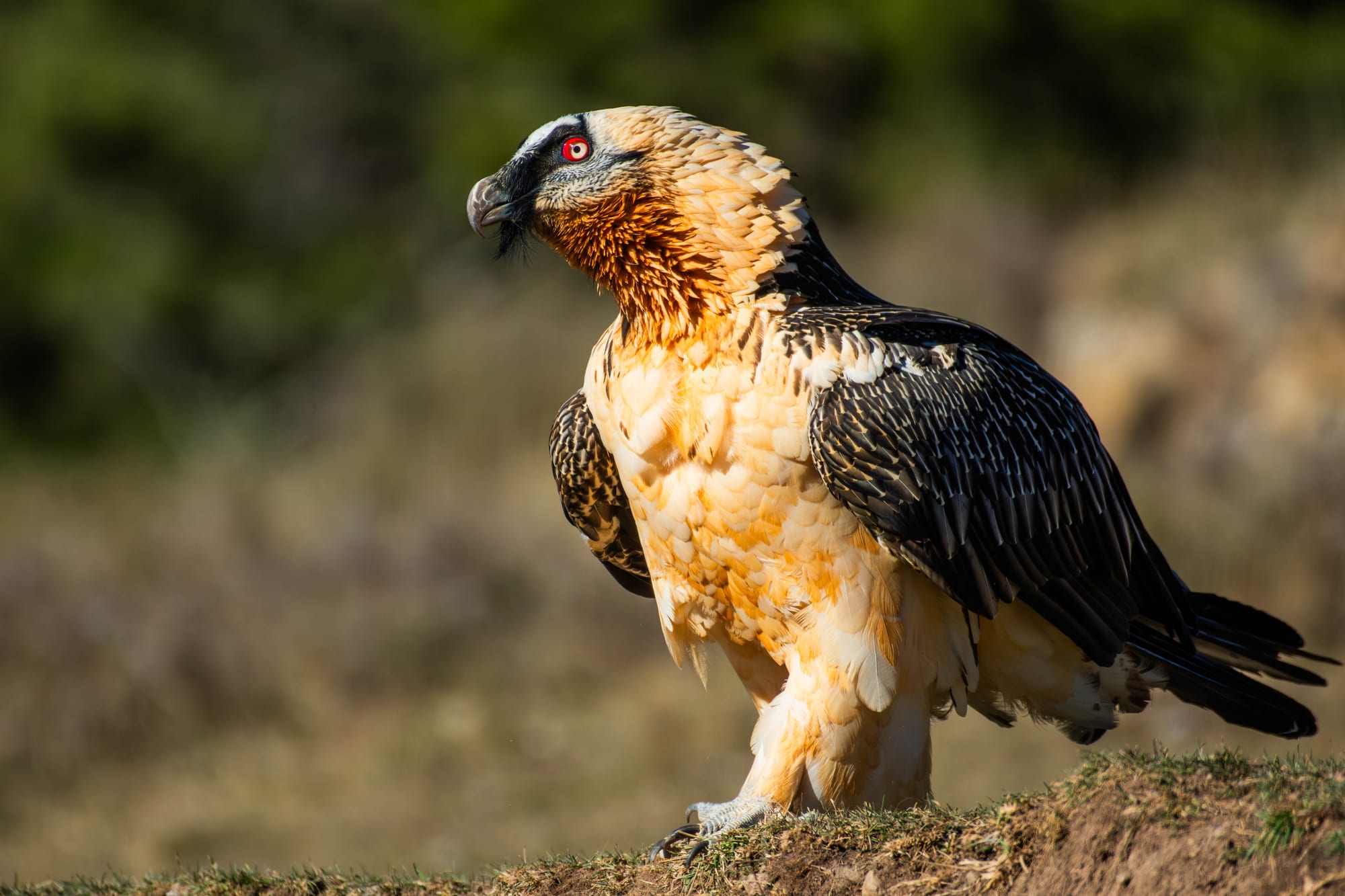 Ejemplar adulto de quebrantahuesos, con el característico plumaje anaranjado