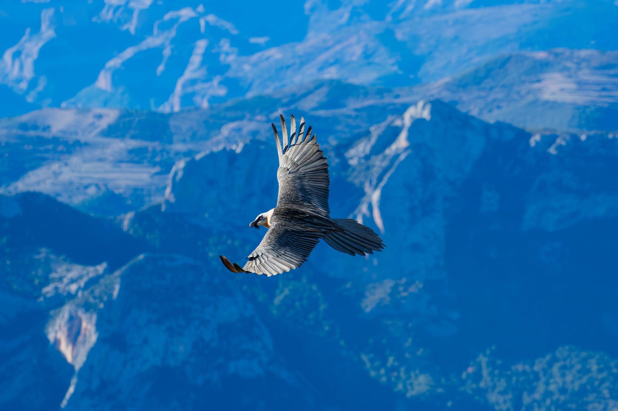 Quebrantahuesos en vuelo sobre el Vall de Boí
