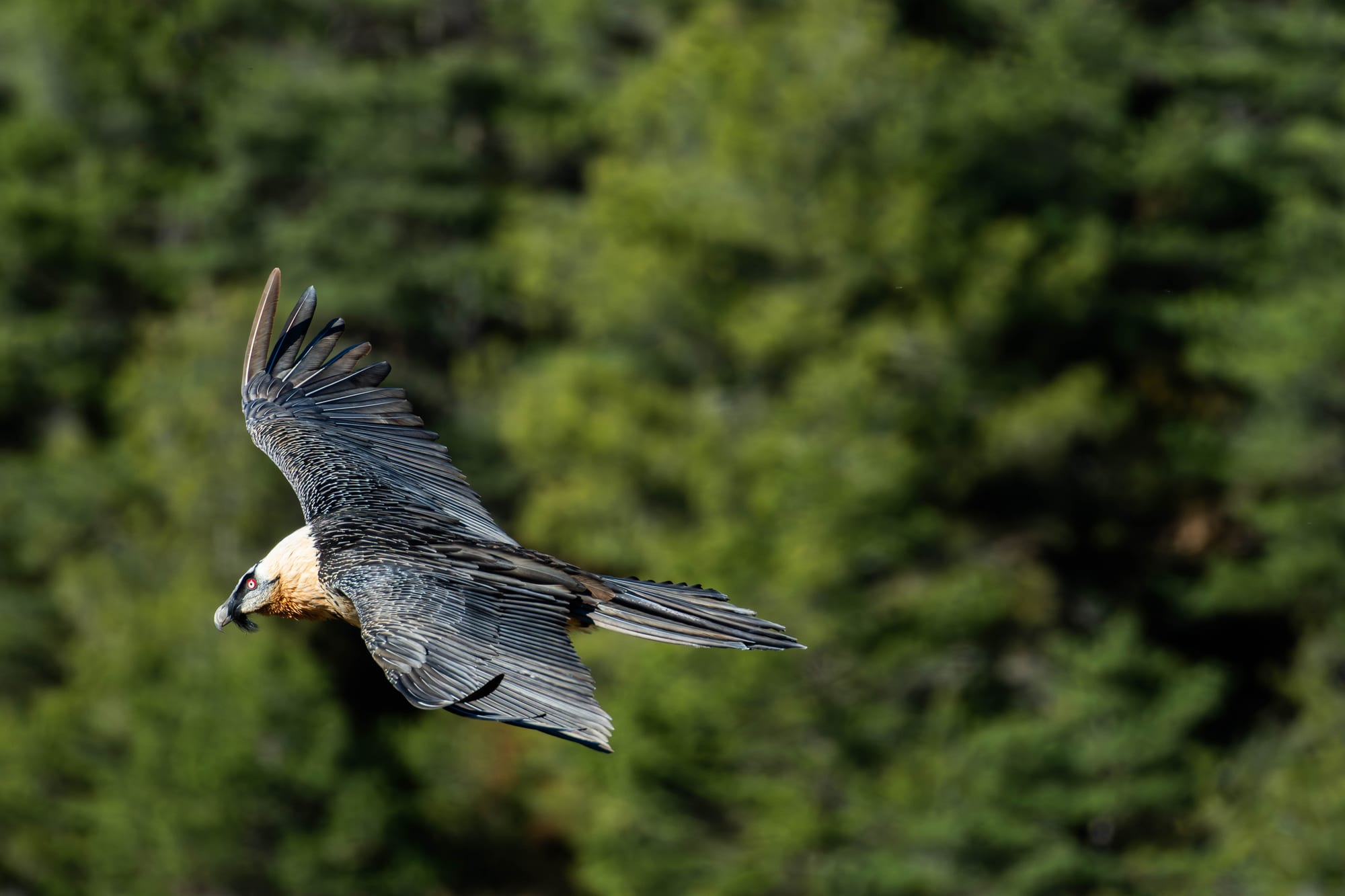 Fauna alpina en alta montaña de la Península Ibérica 1