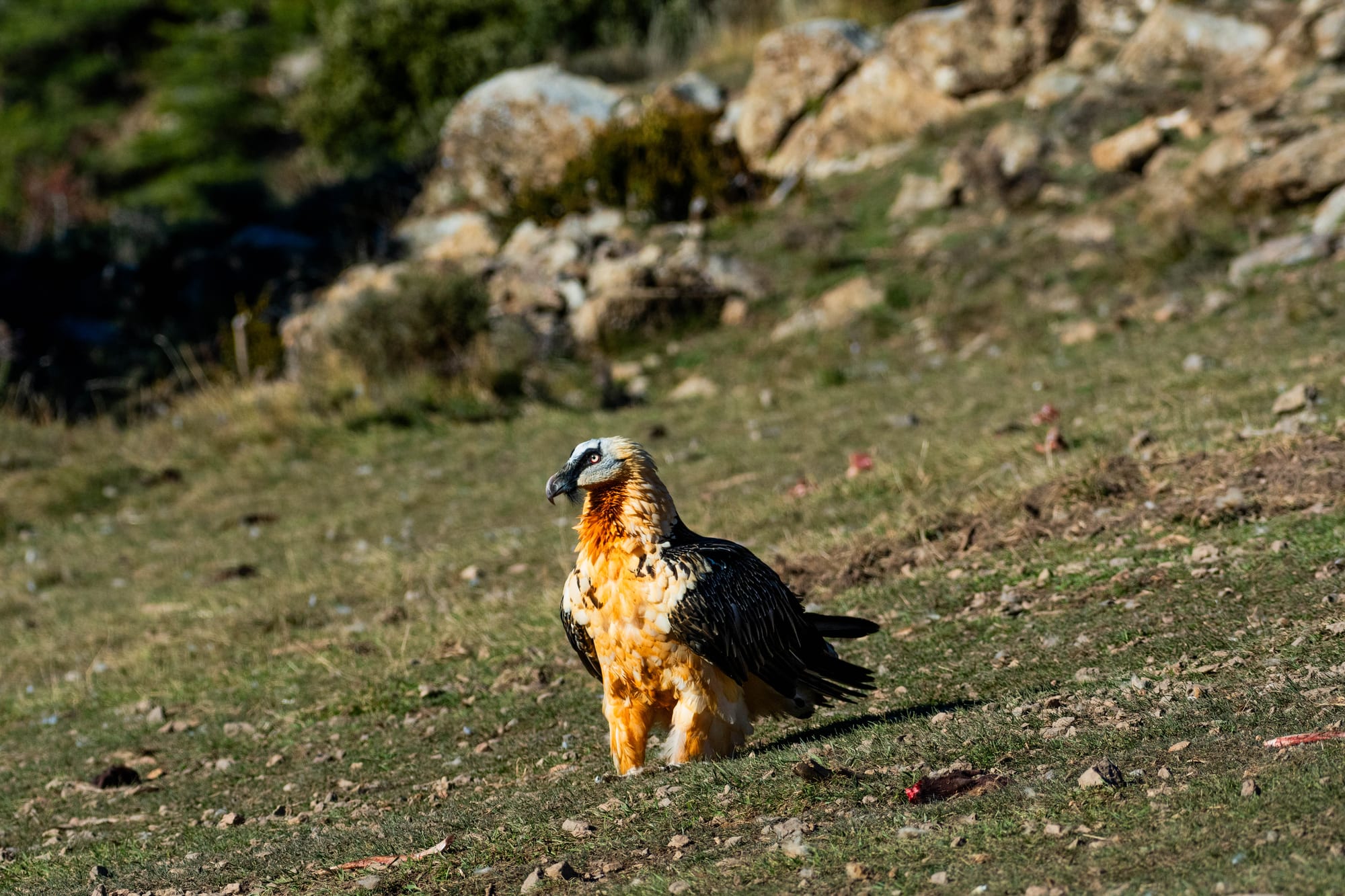 Fauna alpina en alta montaña de la Península Ibérica 2