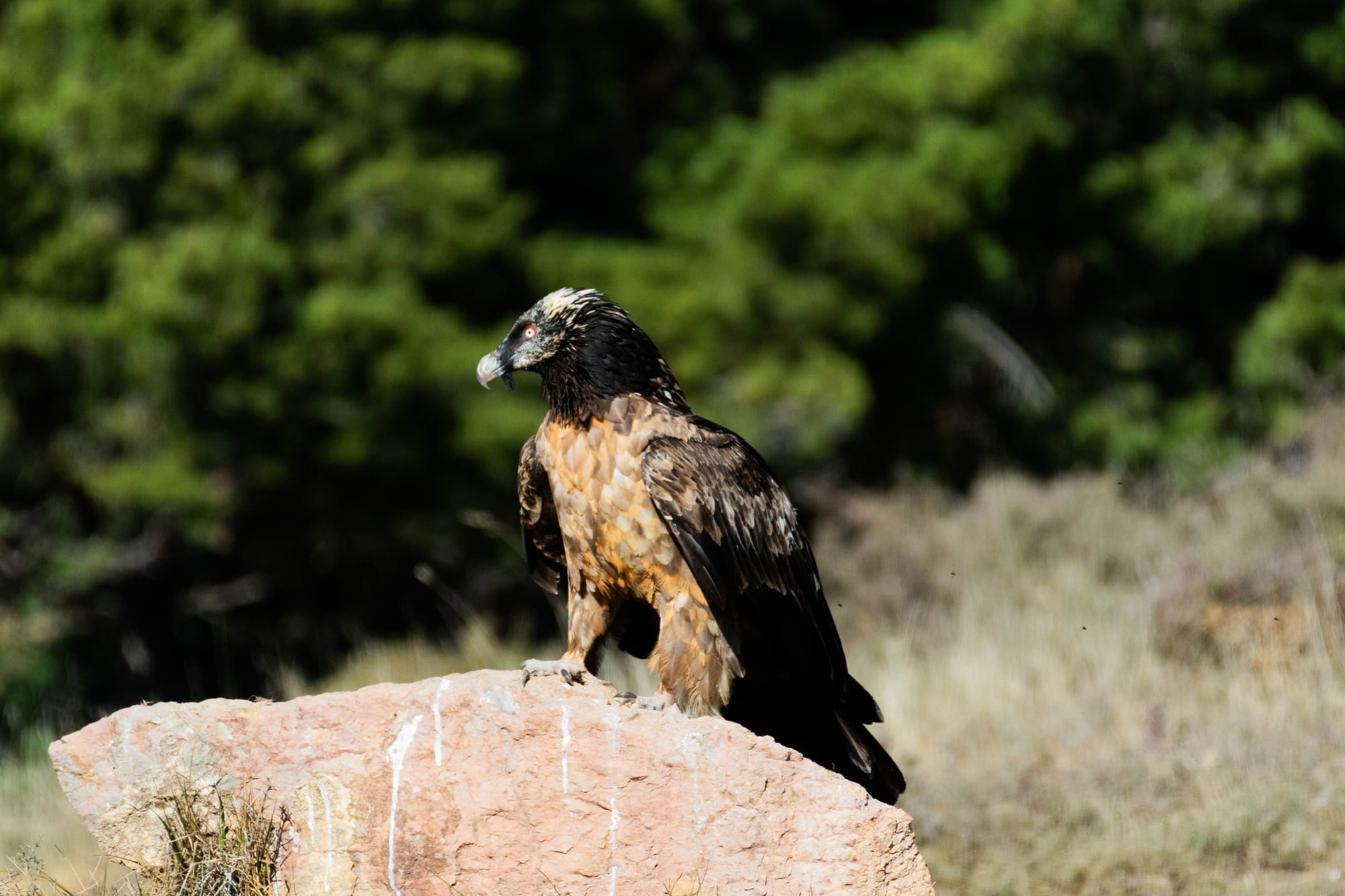 Fauna alpina en alta montaña de la Península Ibérica 3