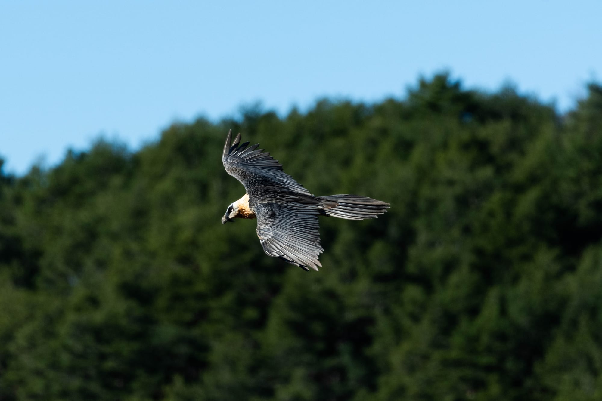 Fauna alpina en alta montaña de la Península Ibérica 4