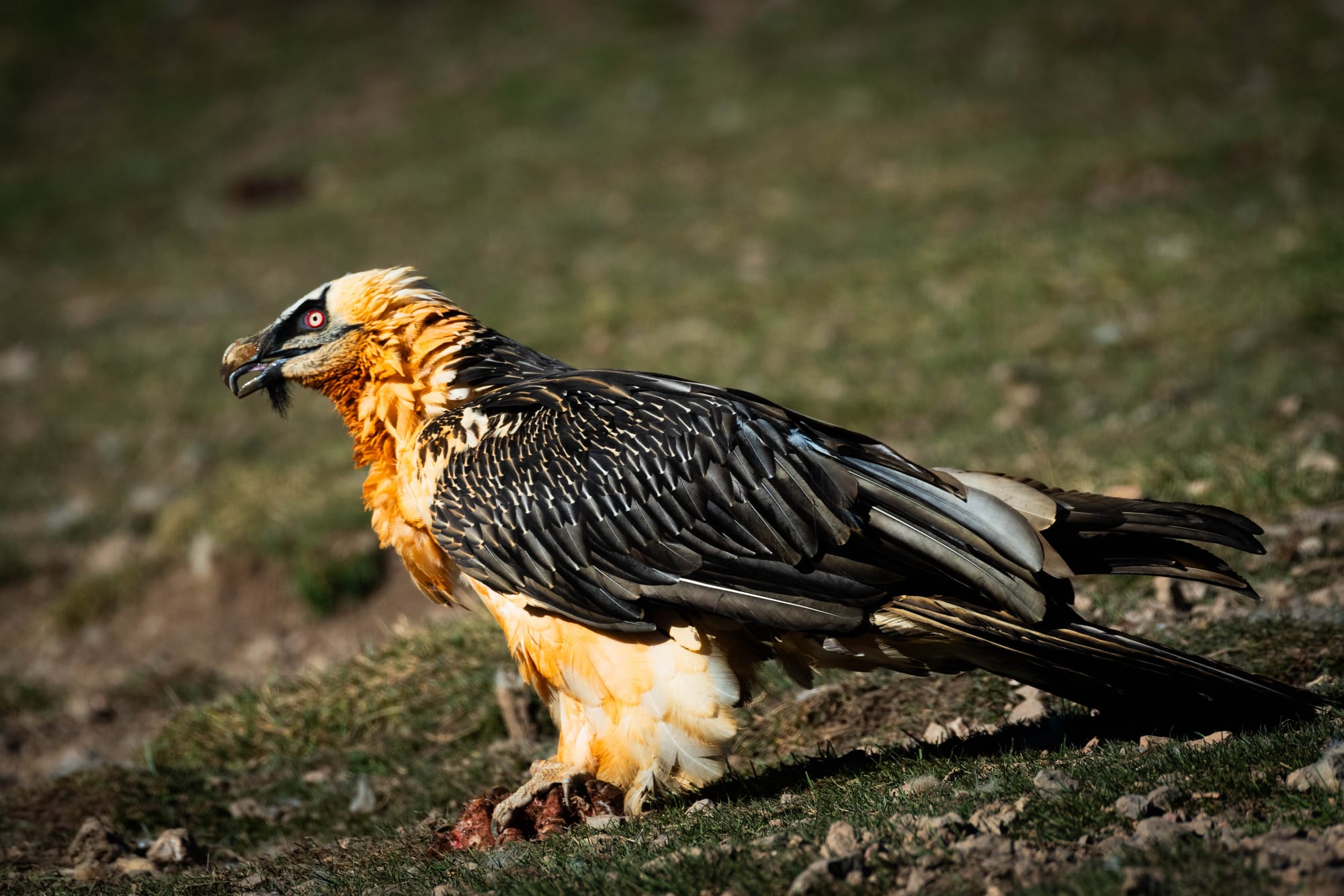 Fauna alpina en alta montaña de la Península Ibérica 5