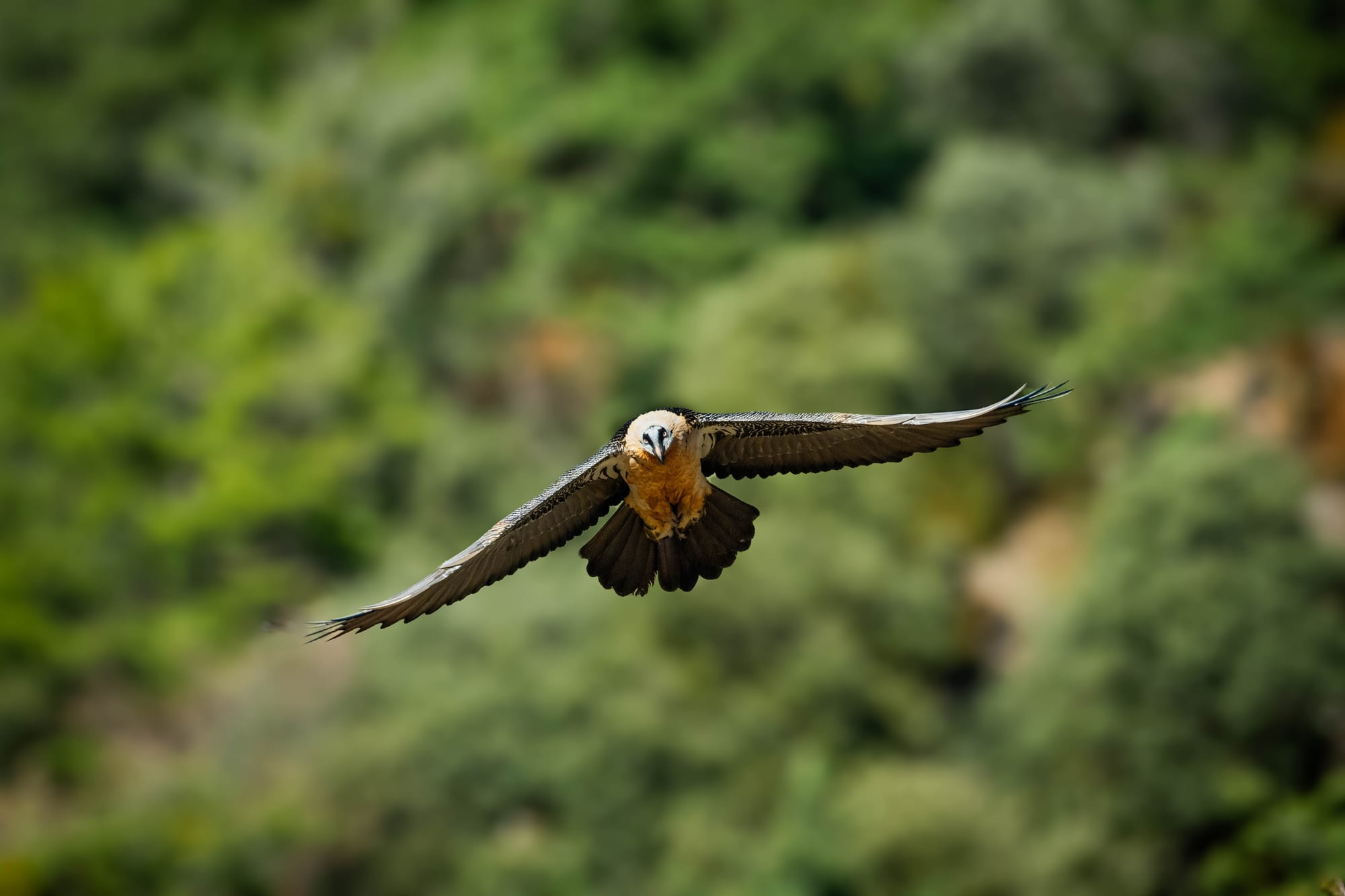 Fauna alpina en alta montaña de la Península Ibérica 6