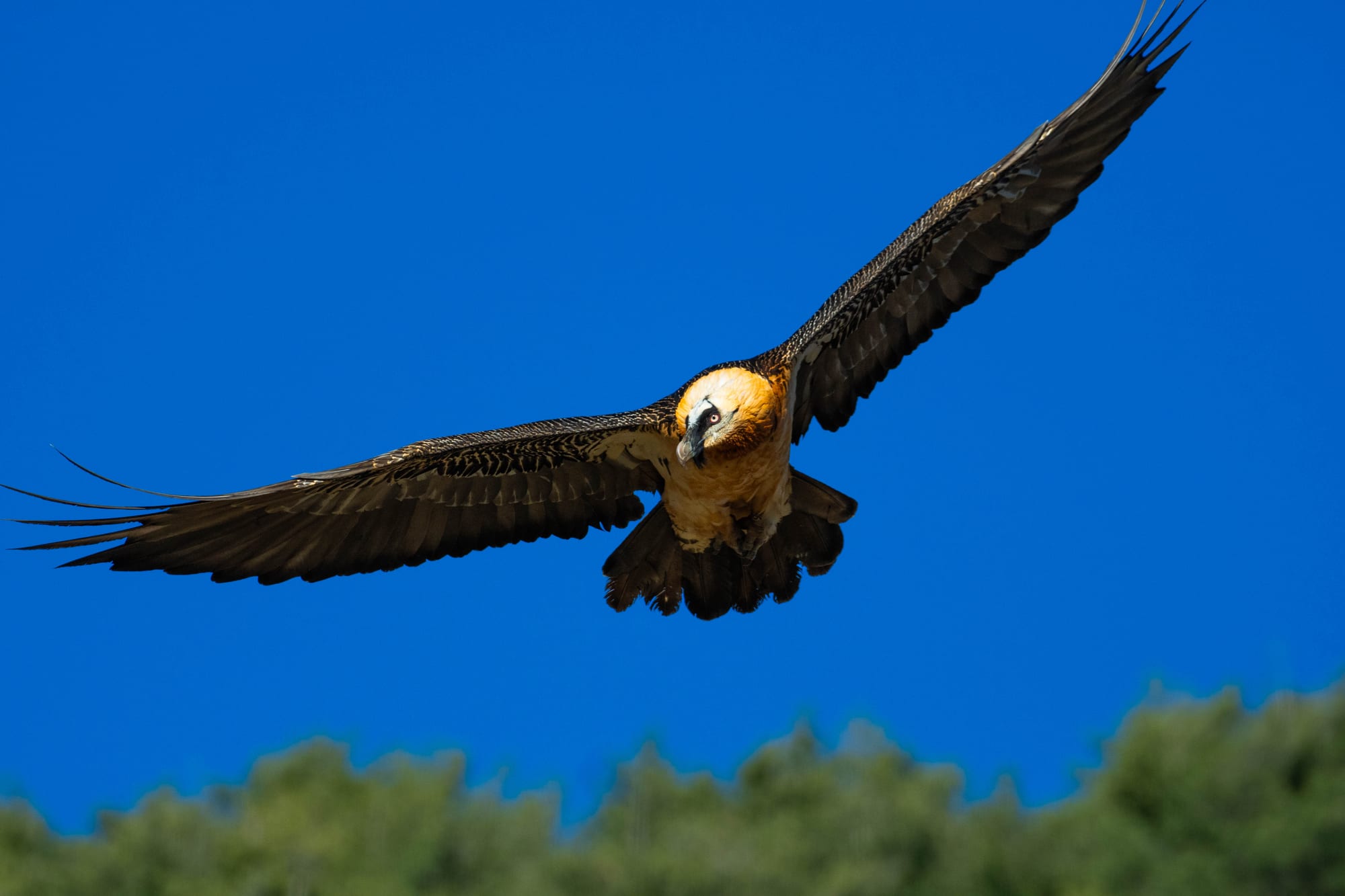 Fauna alpina en alta montaña de la Península Ibérica 7