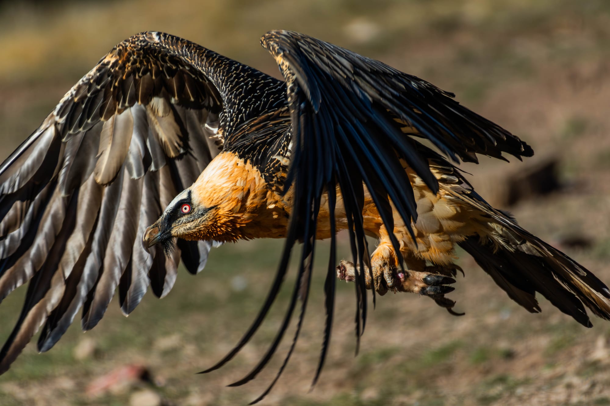 Fauna alpina en alta montaña de la Península Ibérica 8