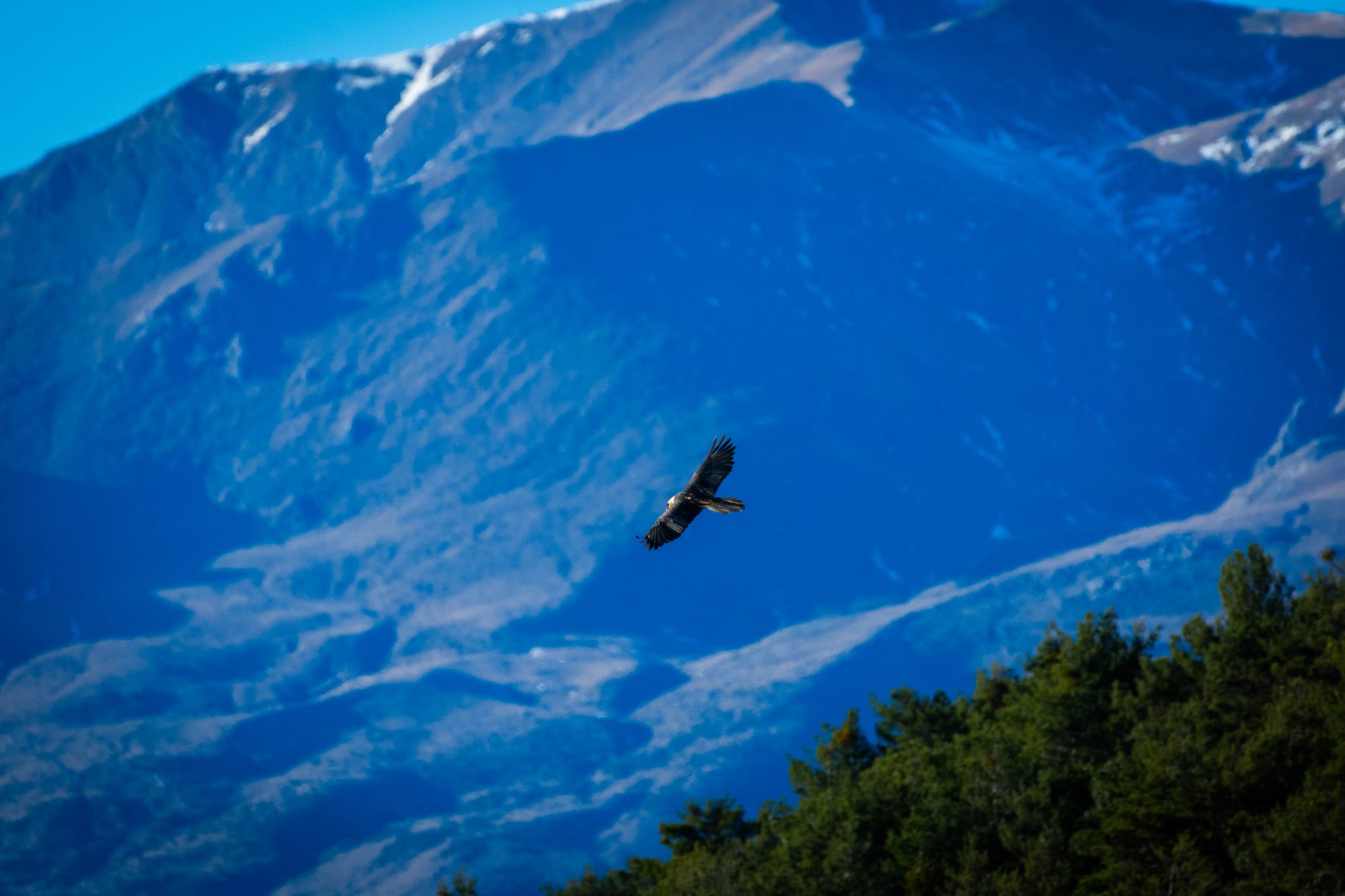 Fauna alpina en alta montaña de la Península Ibérica 18