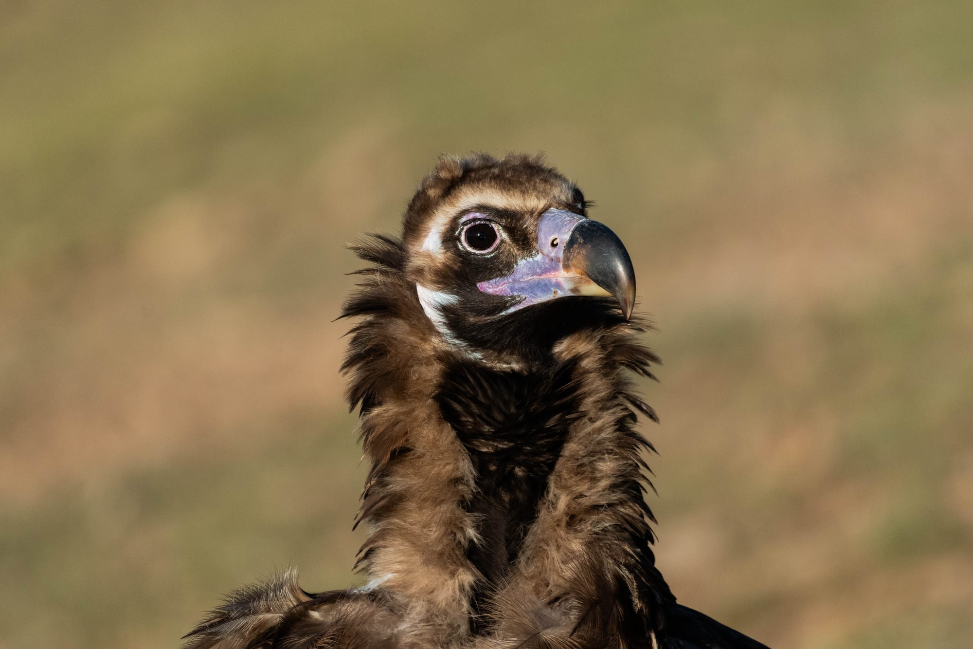 Fauna alpina en alta montaña de la Península Ibérica 27