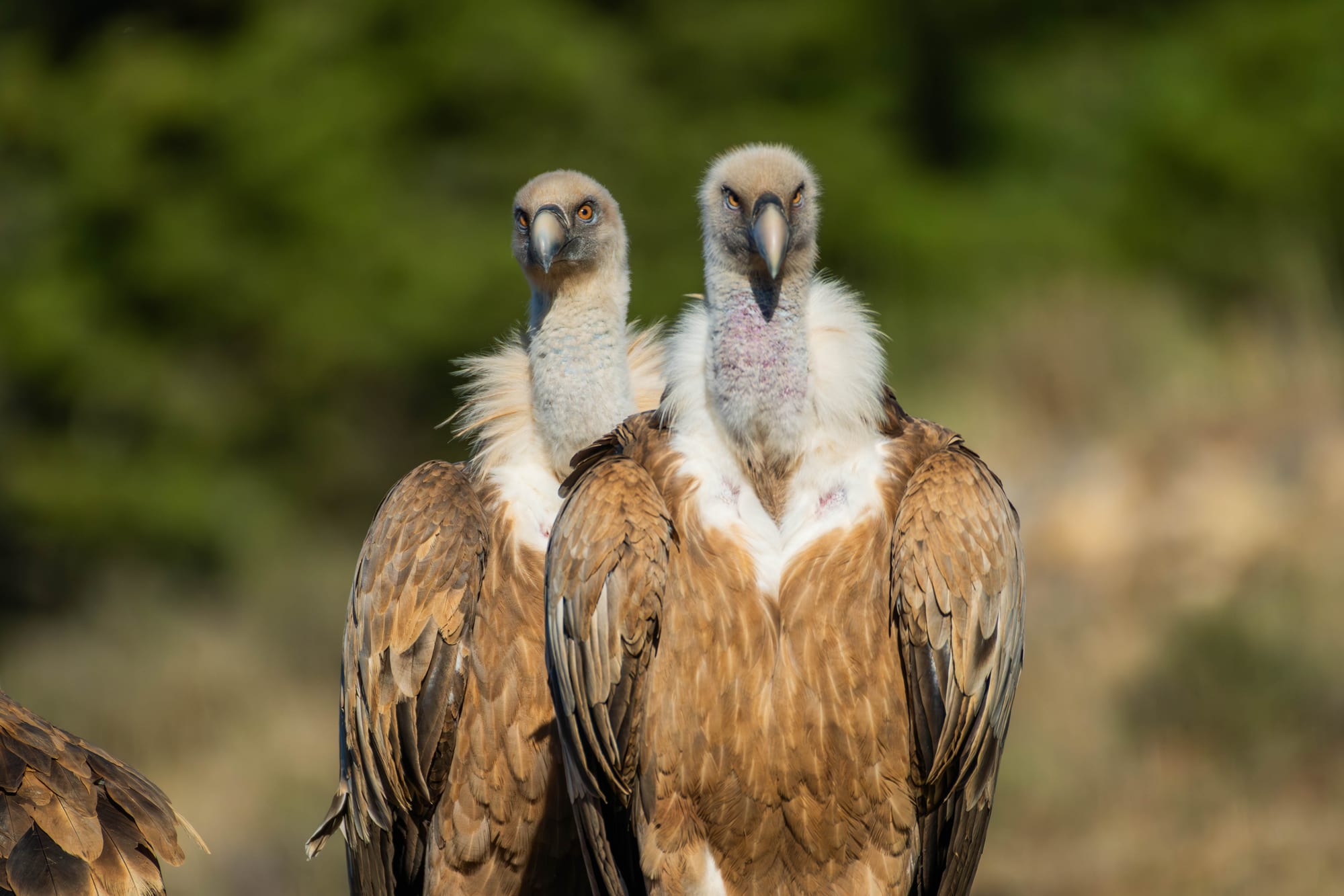 Fauna alpina en alta montaña de la Península Ibérica 28