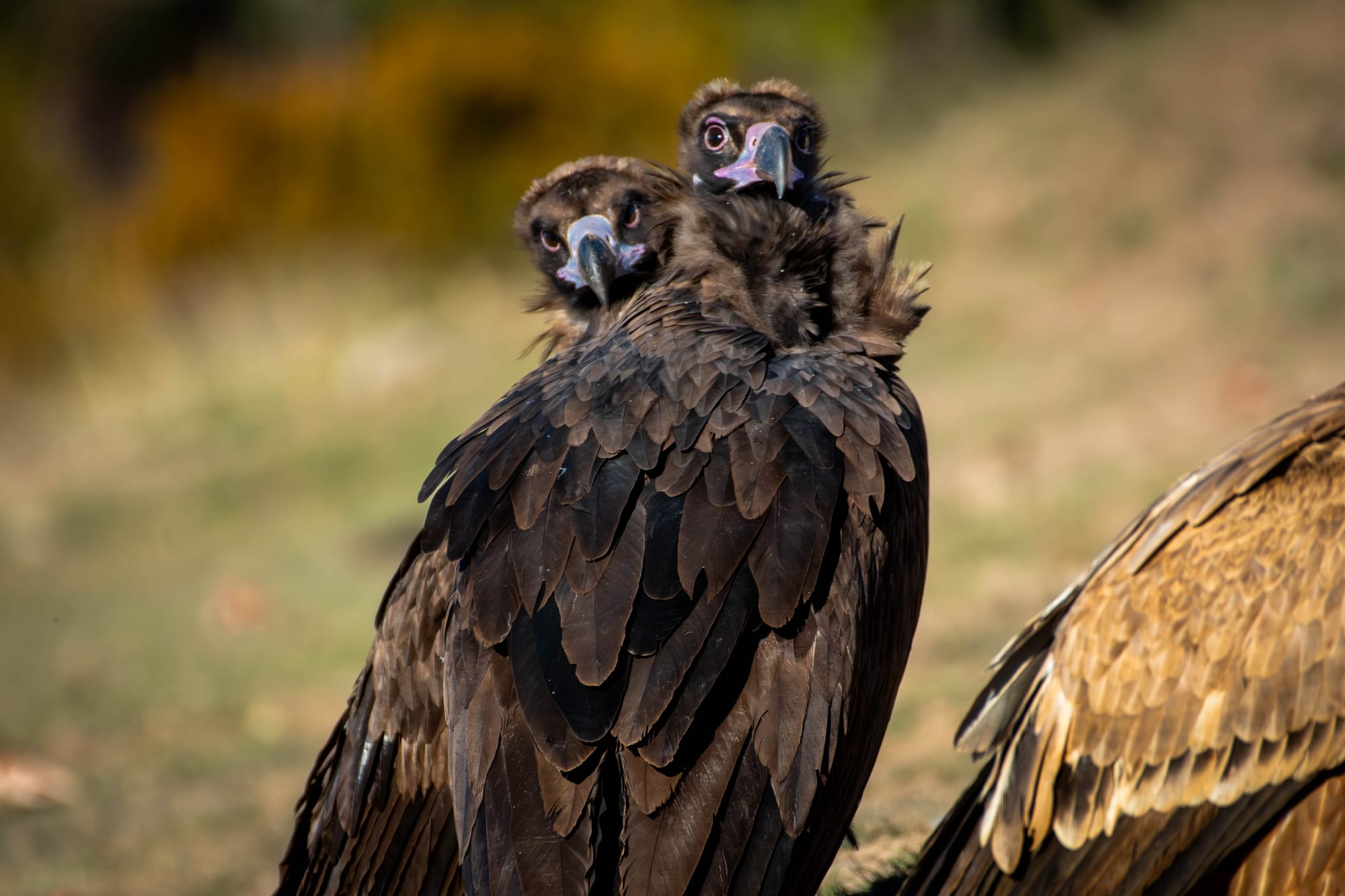 Fauna alpina en alta montaña de la Península Ibérica 29