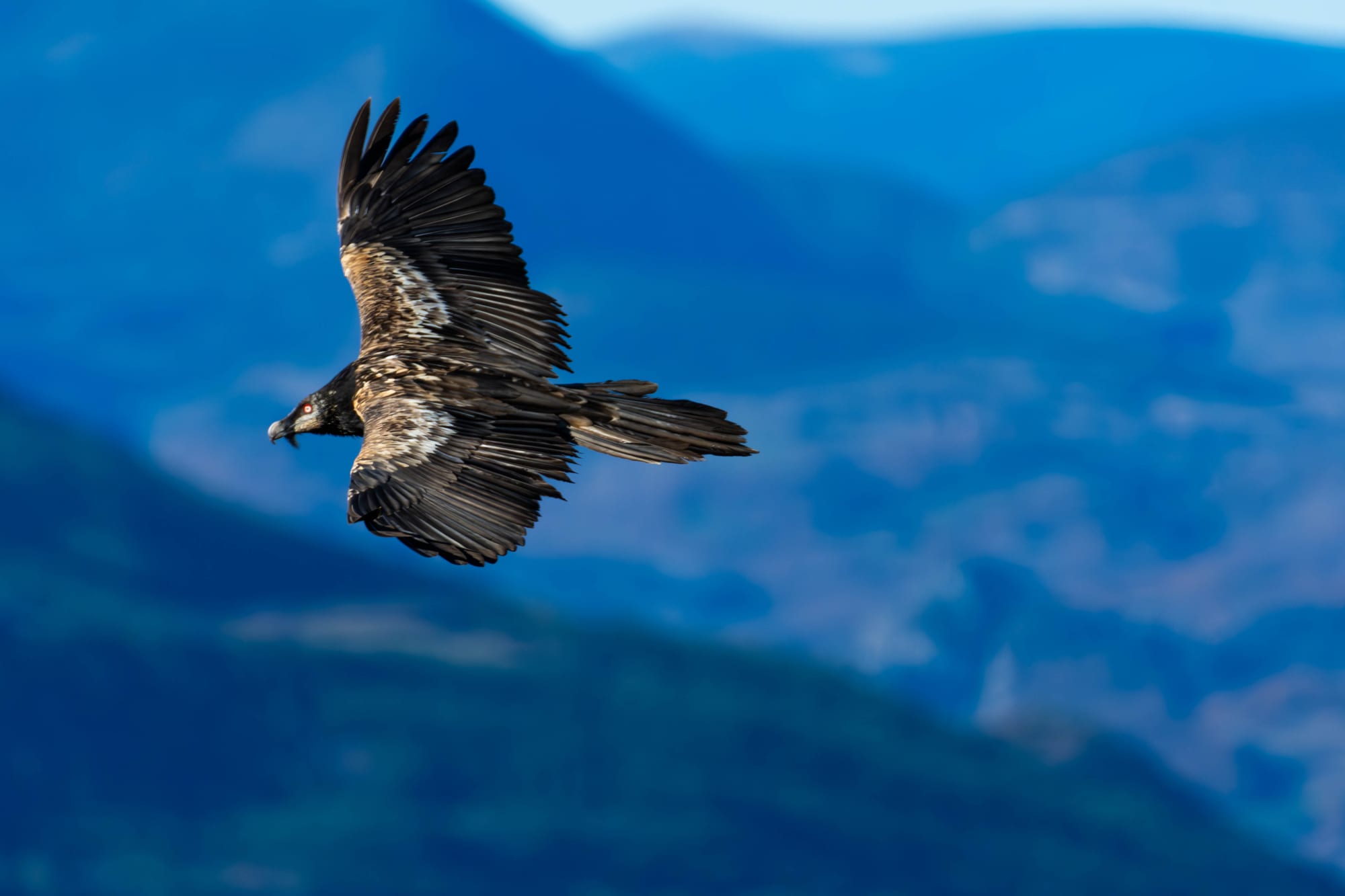 Fauna alpina en alta montaña de la Península Ibérica 30