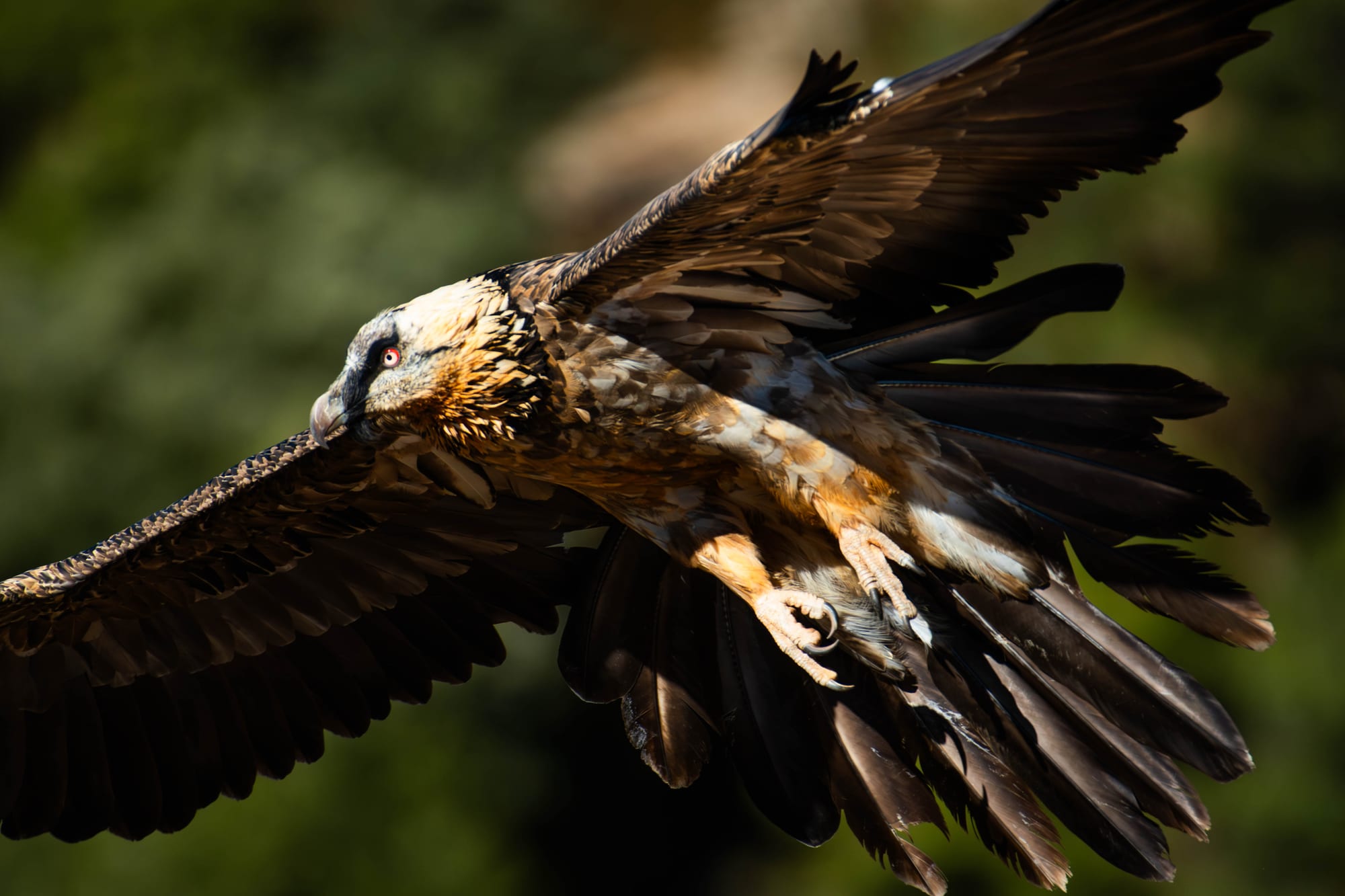 Fauna alpina en alta montaña de la Península Ibérica 31