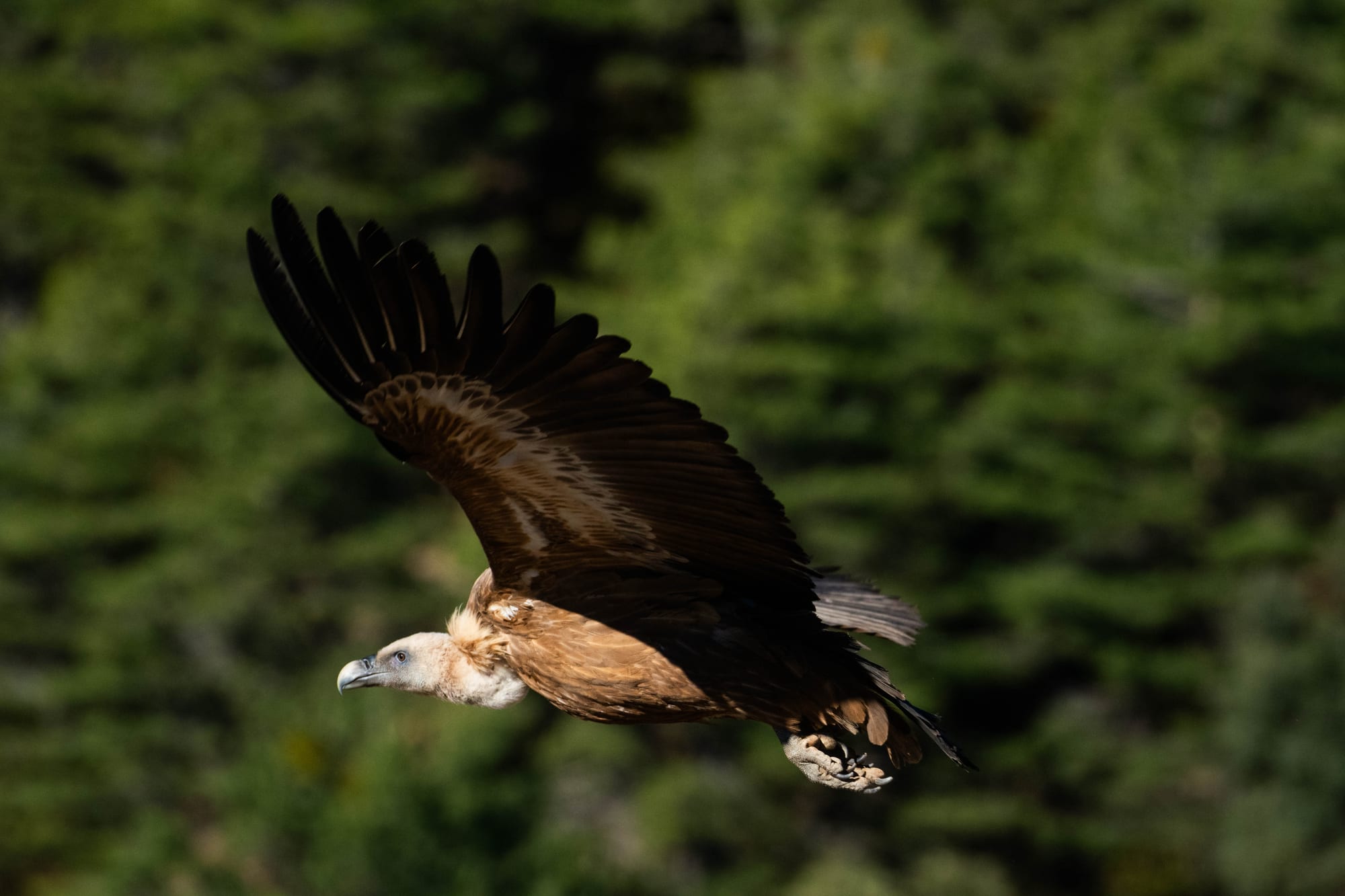 Fauna alpina en alta montaña de la Península Ibérica 32