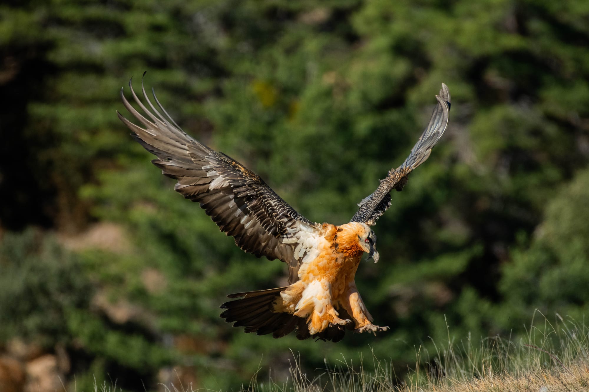 Fauna alpina en alta montaña de la Península Ibérica 33