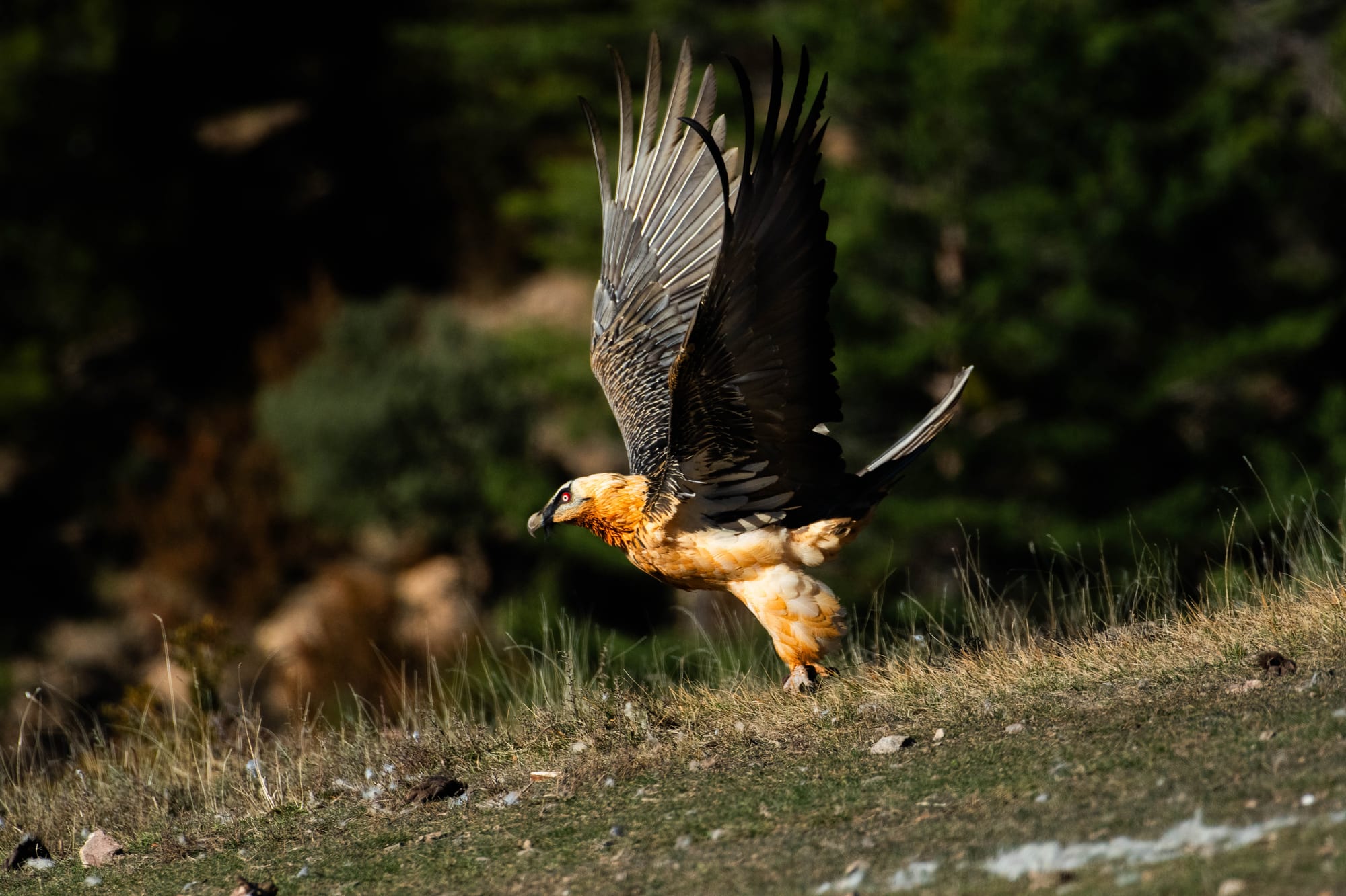 Fauna alpina en alta montaña de la Península Ibérica 34