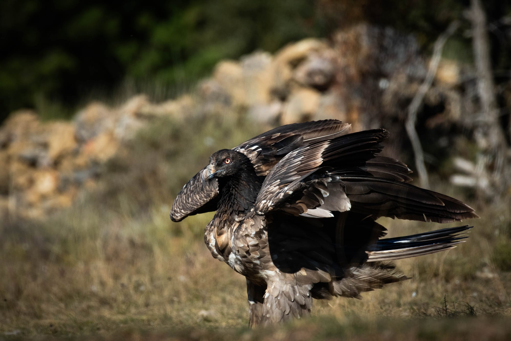 Fauna alpina en alta montaña de la Península Ibérica 35