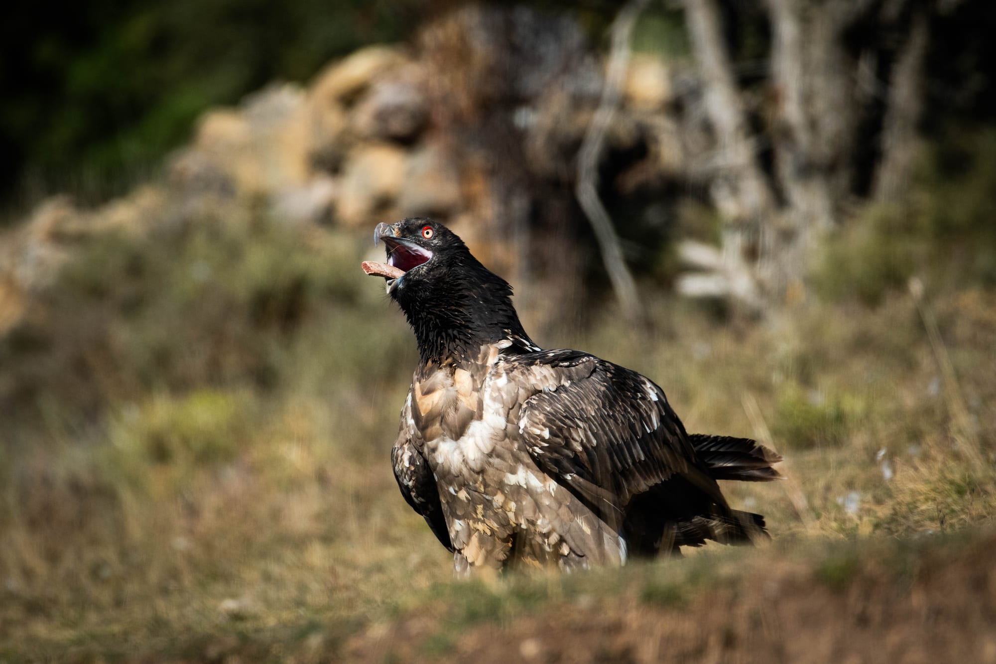 Fauna alpina en alta montaña de la Península Ibérica 36