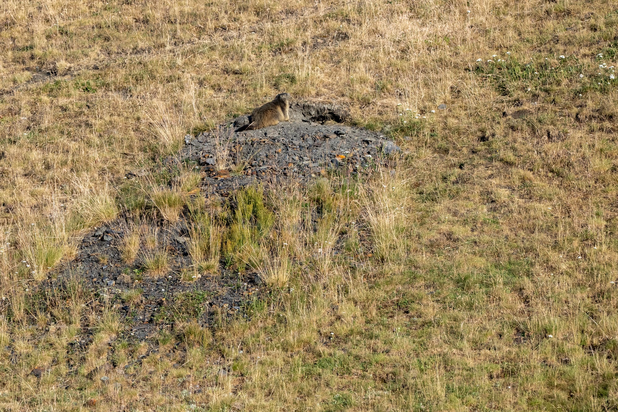 Fauna alpina en alta montaña de la Península Ibérica 39