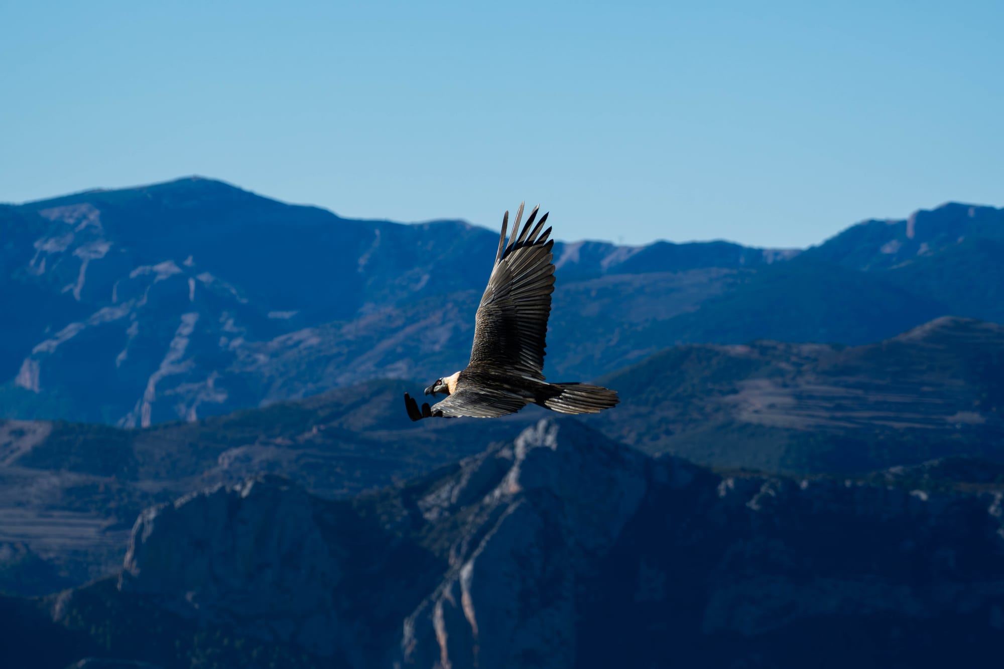 Fauna alpina en alta montaña de la Península Ibérica 37