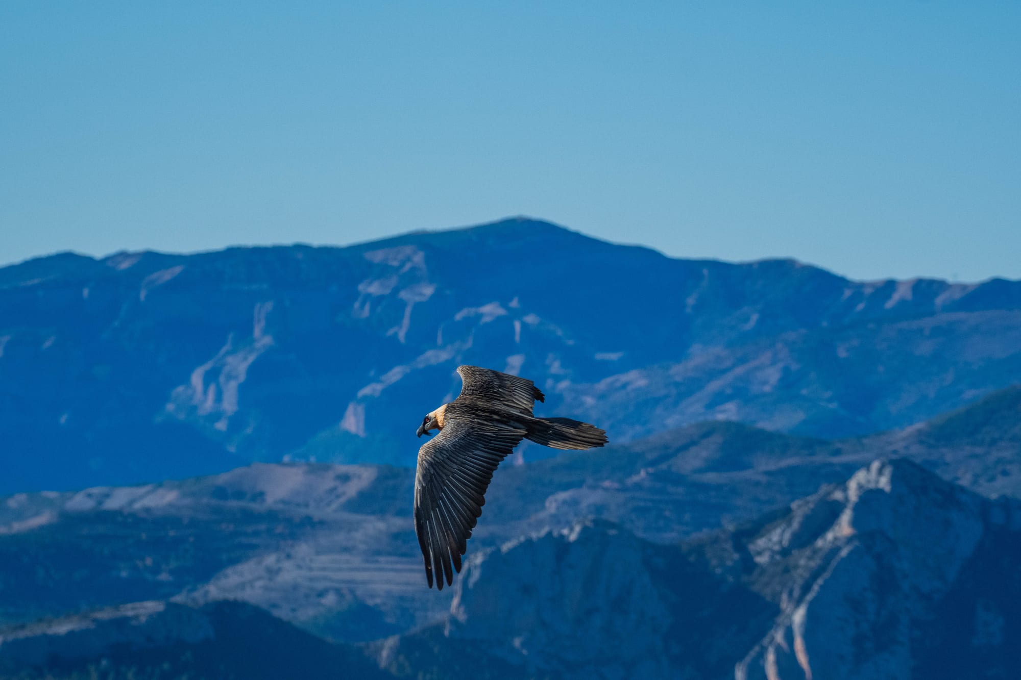 Fauna alpina en alta montaña de la Península Ibérica 38