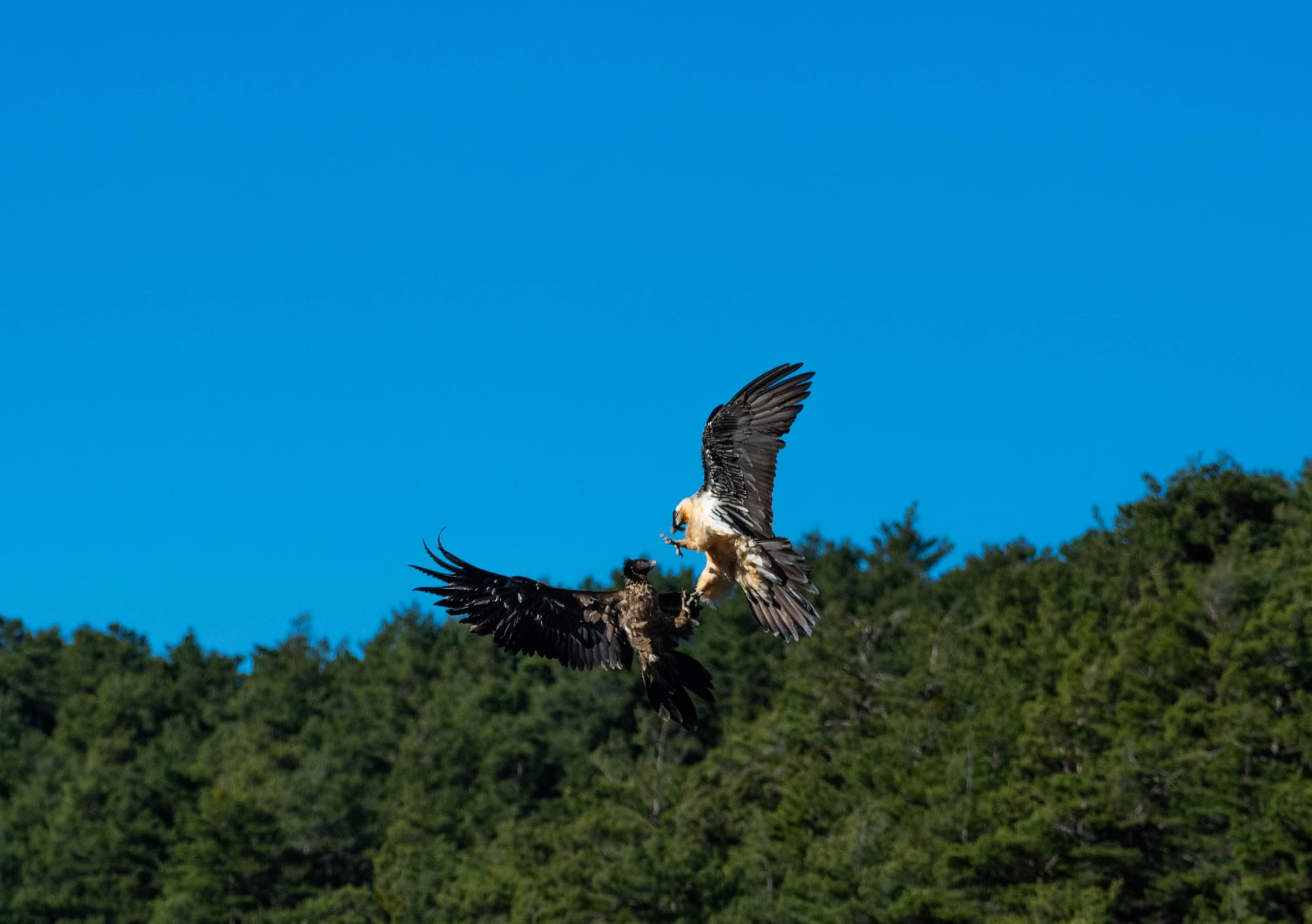 Fauna alpina en alta montaña de la Península Ibérica 39