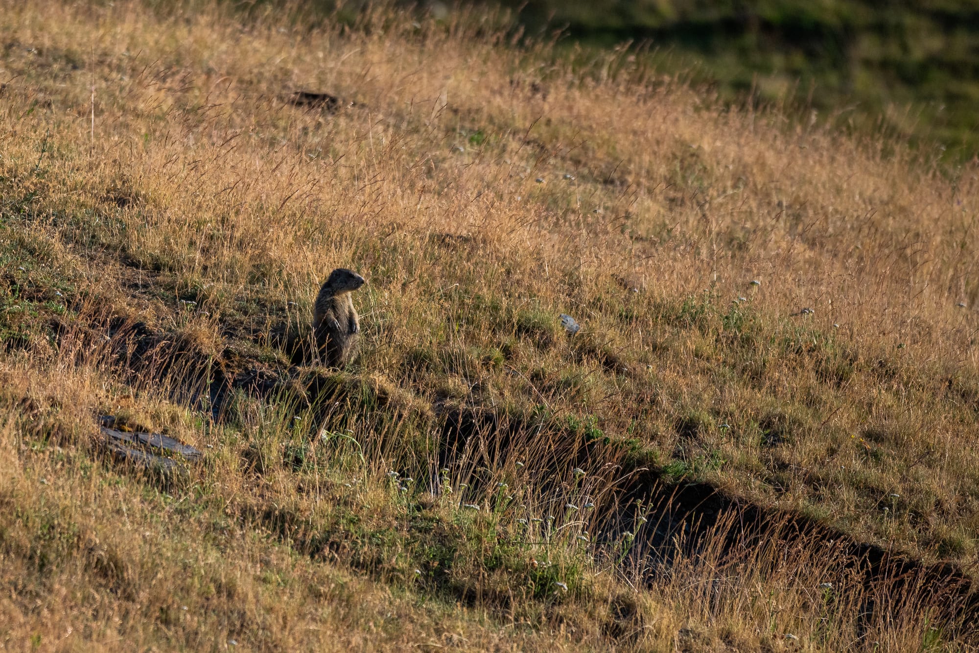 Fauna alpina en alta montaña de la Península Ibérica 44