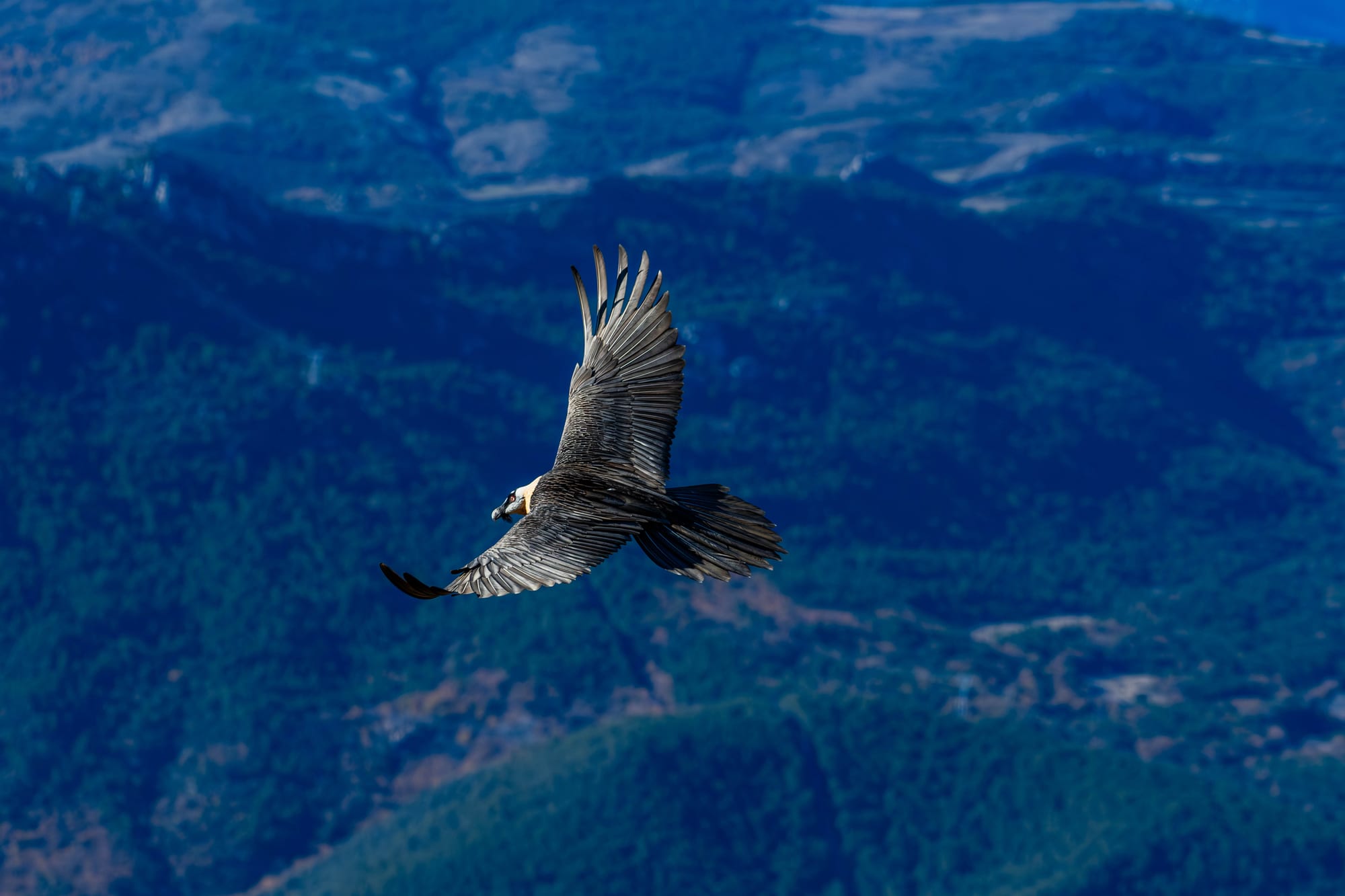 Fauna alpina en alta montaña de la Península Ibérica 40