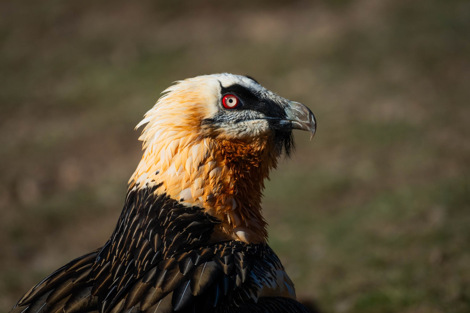 Fauna alpina en alta montaña de la Península Ibérica 42