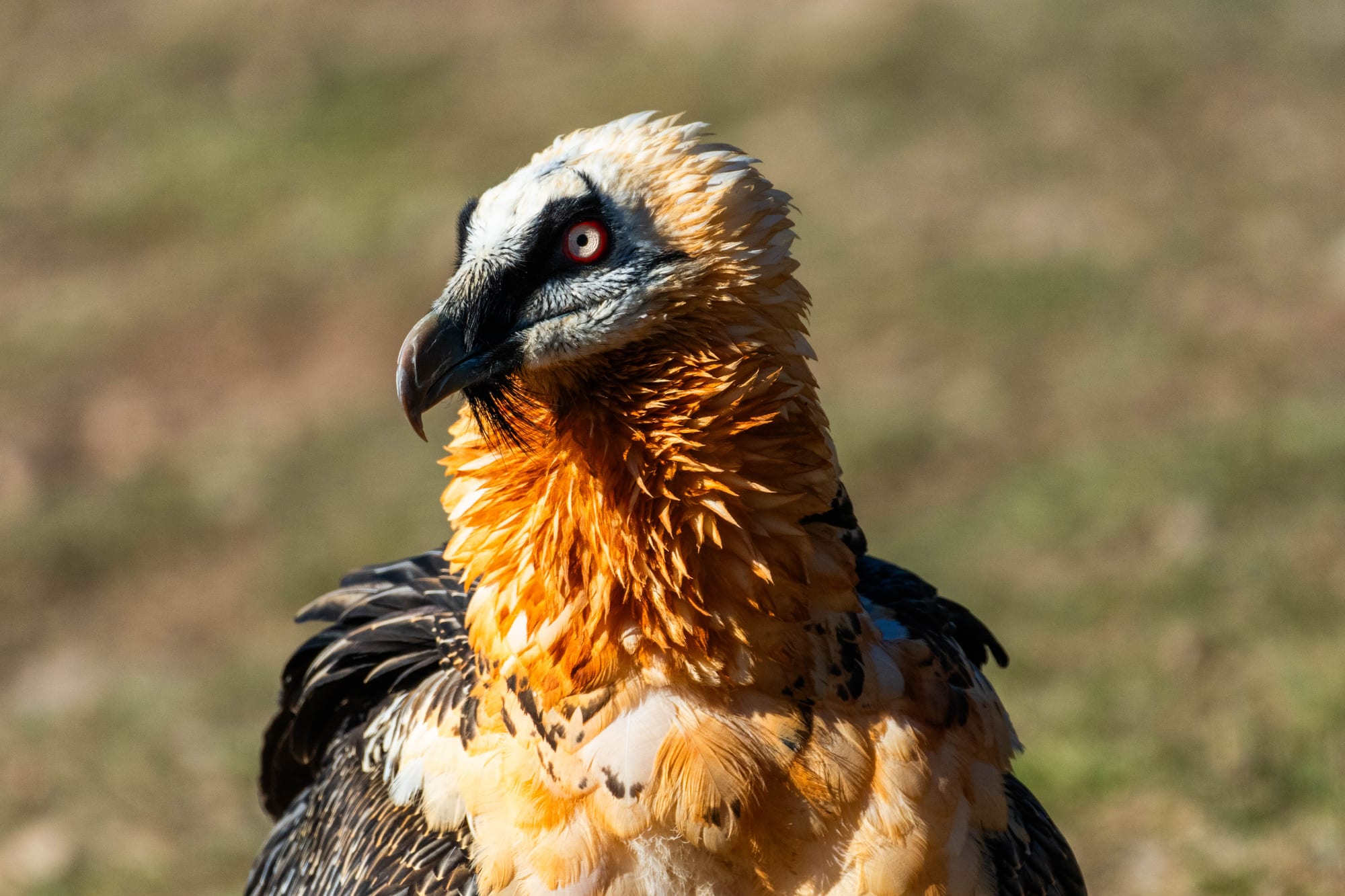 Fauna alpina en alta montaña de la Península Ibérica 43