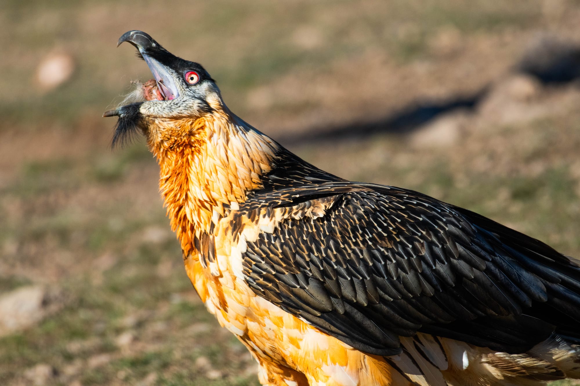Fauna alpina en alta montaña de la Península Ibérica 44