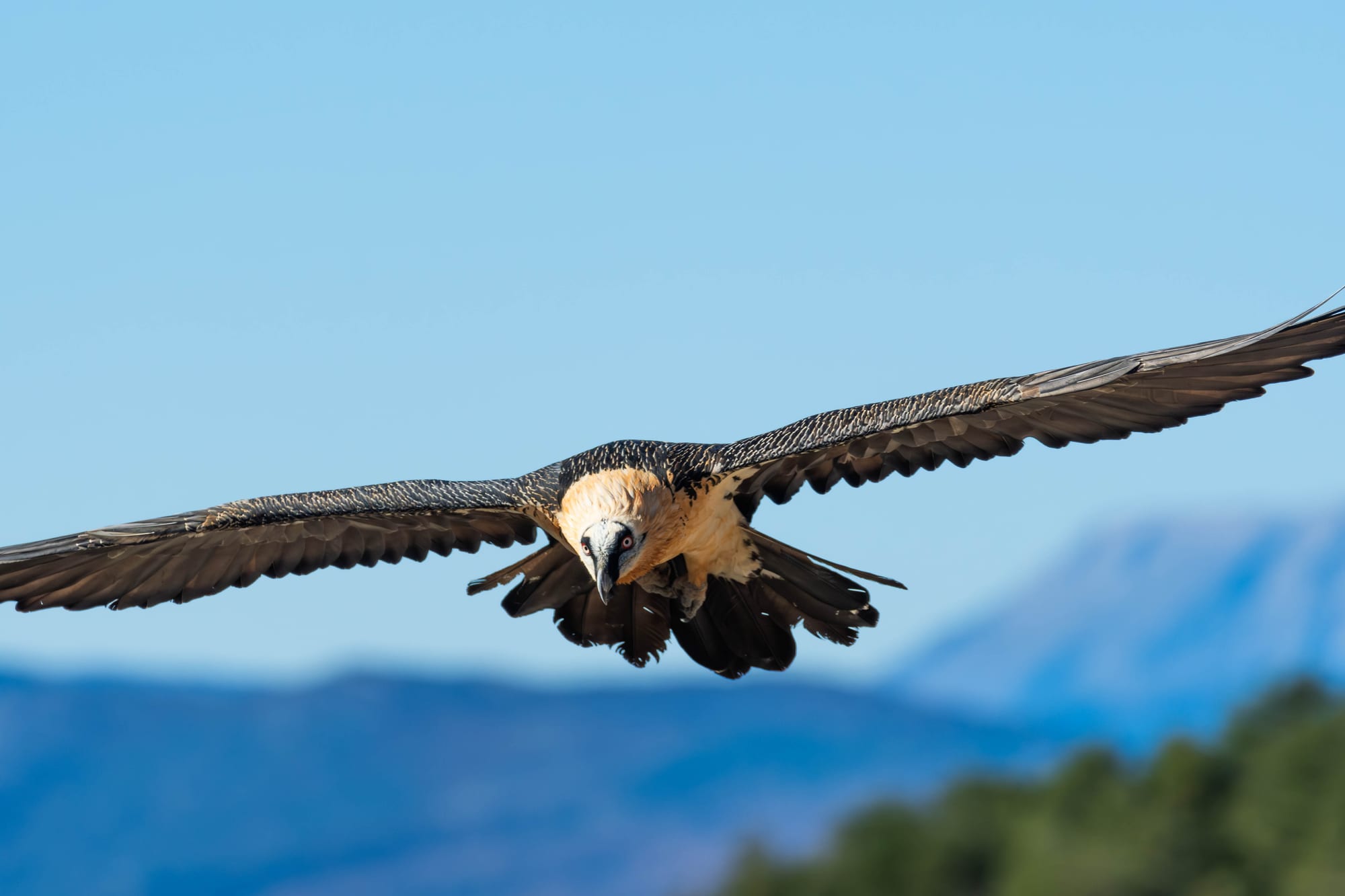 Fauna alpina en alta montaña de la Península Ibérica 45