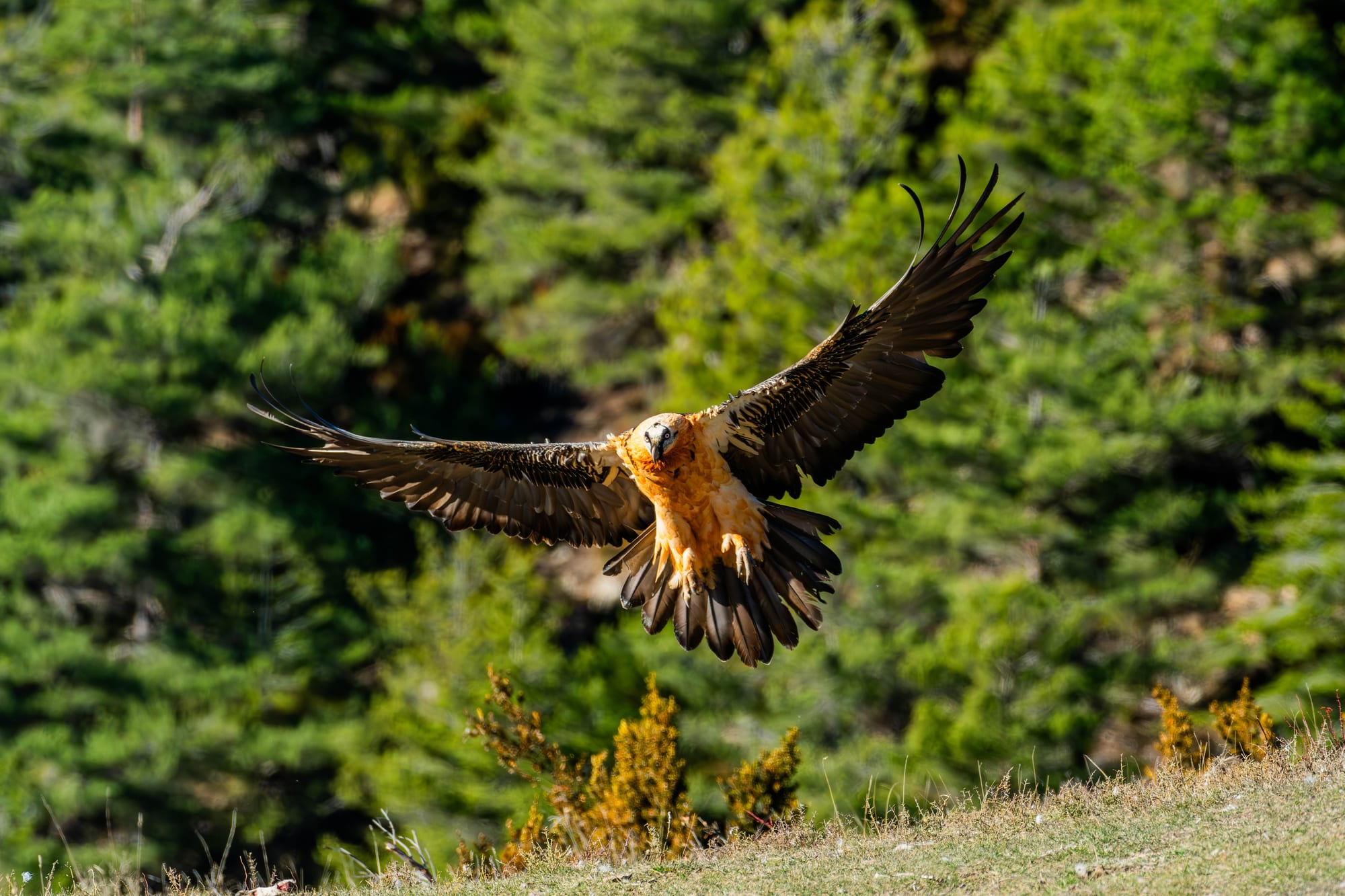 Fauna alpina en alta montaña de la Península Ibérica 46