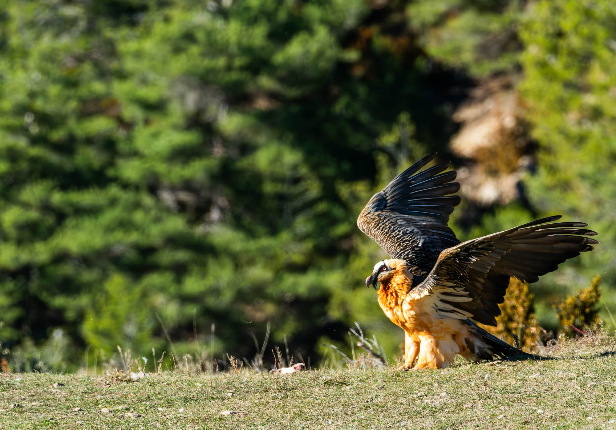 Fauna alpina en alta montaña de la Península Ibérica 47