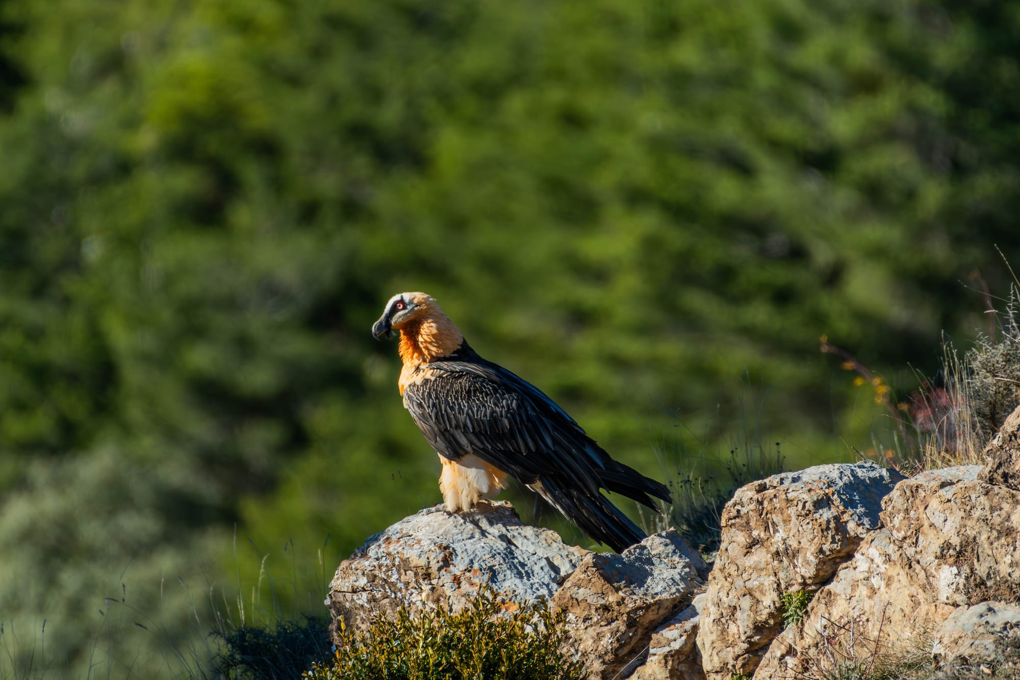 Fauna alpina en alta montaña de la Península Ibérica 48