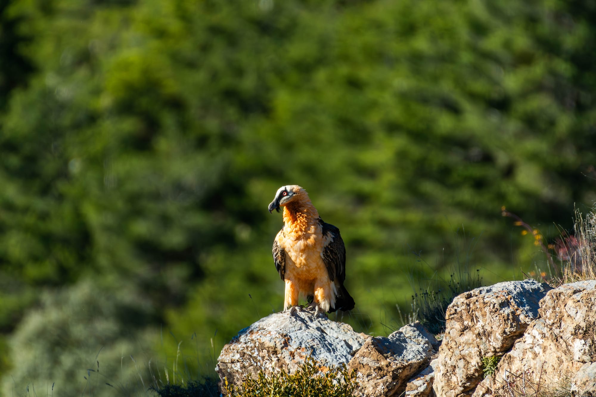 Fauna alpina en alta montaña de la Península Ibérica 49