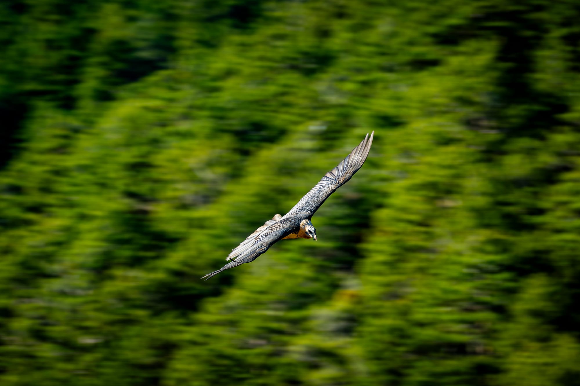 Fauna alpina en alta montaña de la Península Ibérica 50