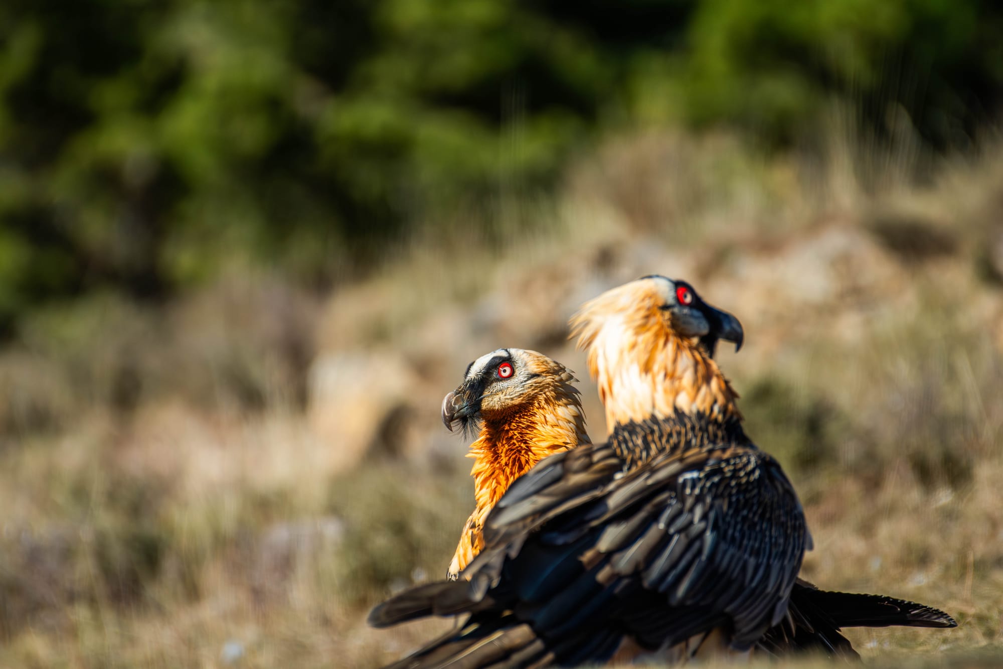 Fauna alpina en alta montaña de la Península Ibérica 51