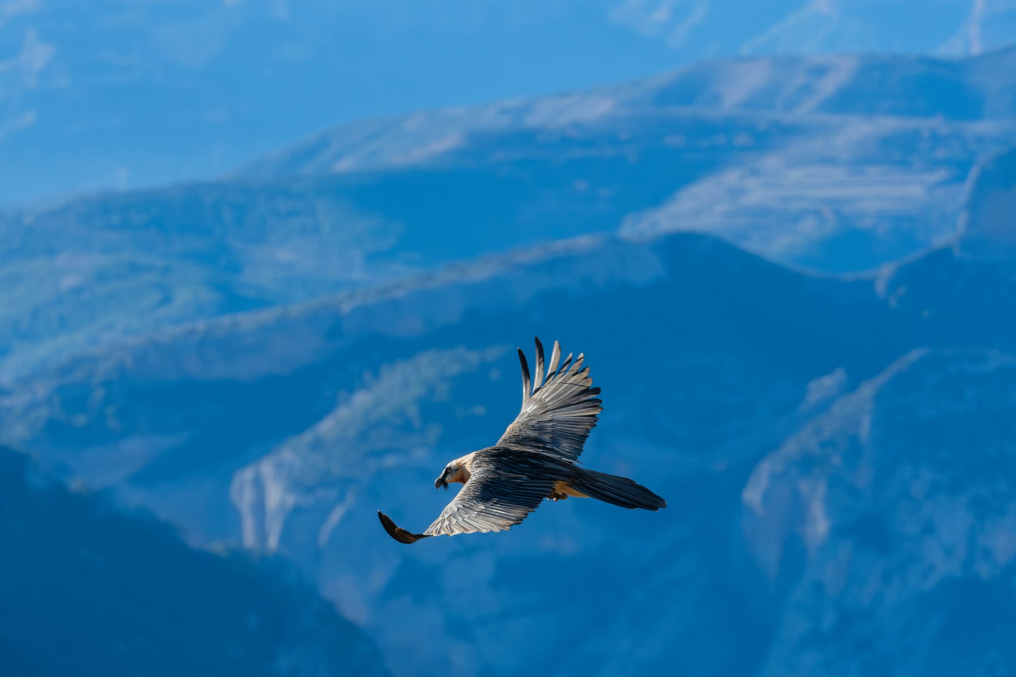 Fauna alpina en alta montaña de la Península Ibérica 53