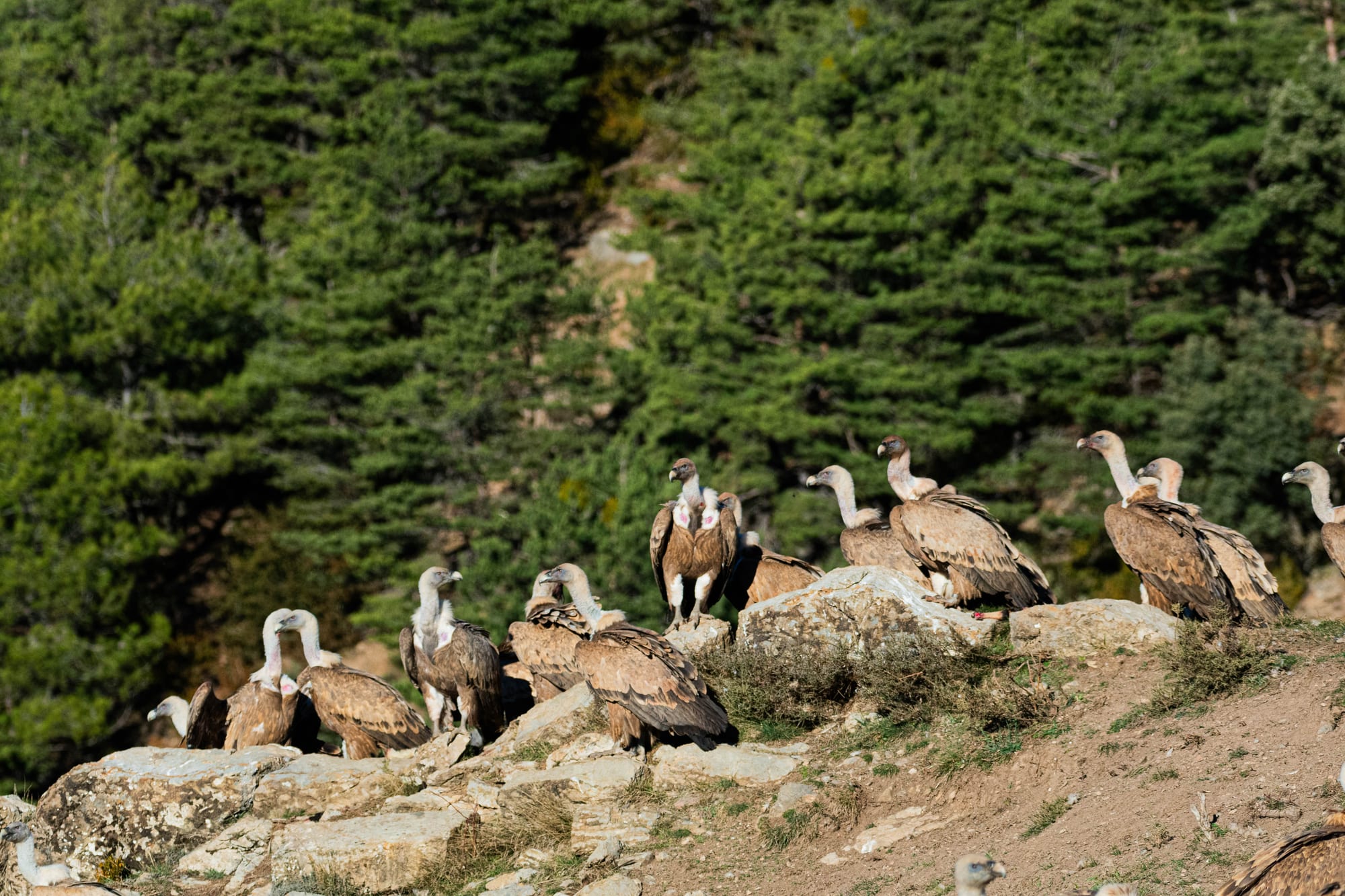 Fauna alpina en alta montaña de la Península Ibérica 54