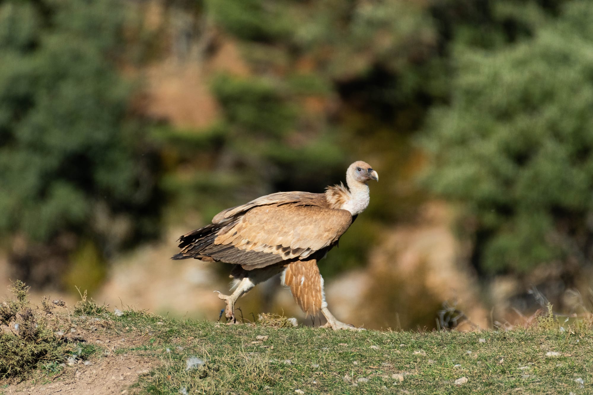 Fauna alpina en alta montaña de la Península Ibérica 55