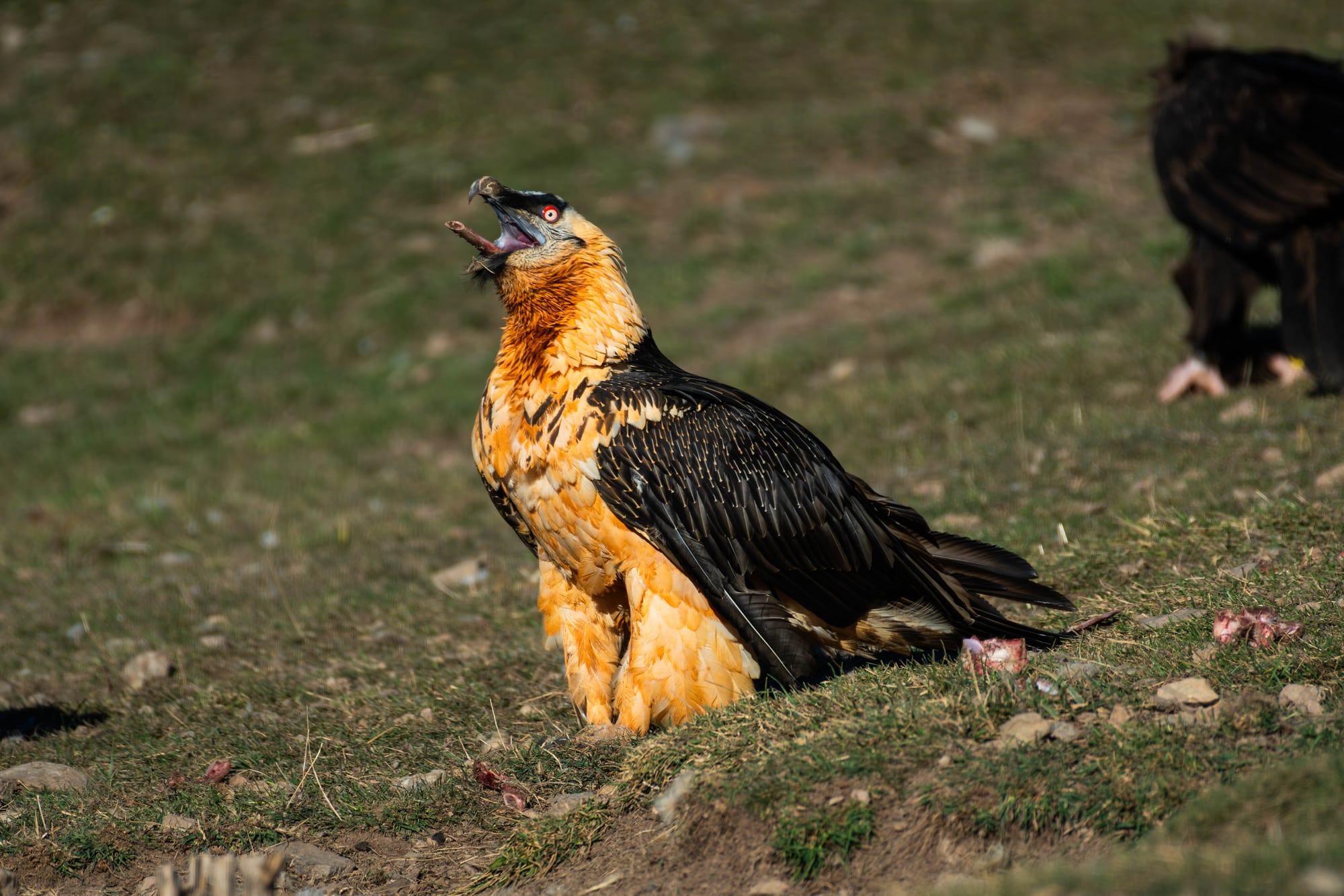 Fauna alpina en alta montaña de la Península Ibérica 57