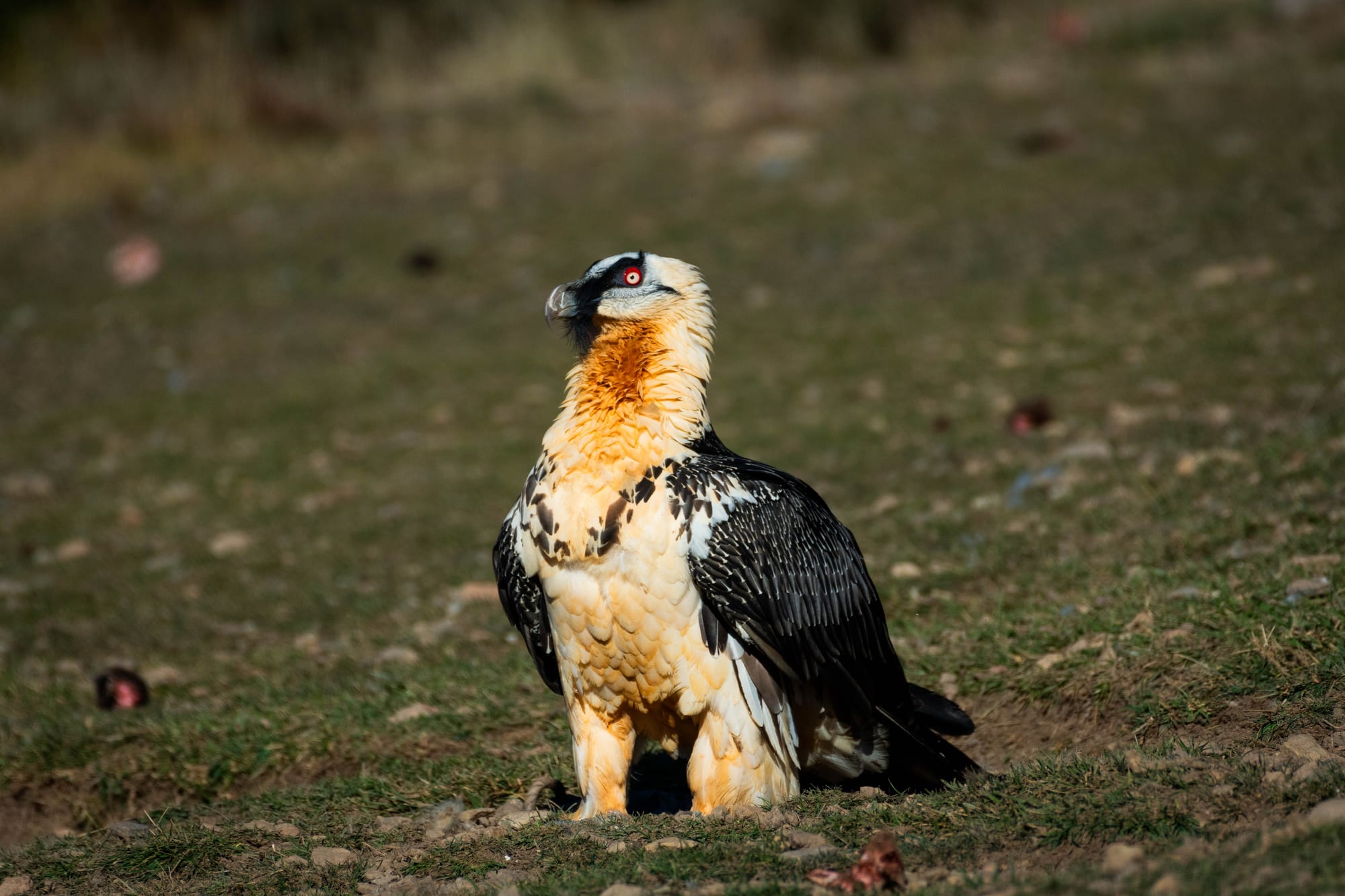 Fauna alpina en alta montaña de la Península Ibérica 58