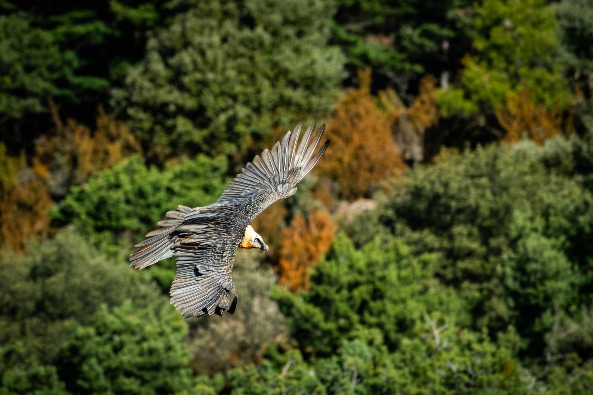 Fauna alpina en alta montaña de la Península Ibérica 59