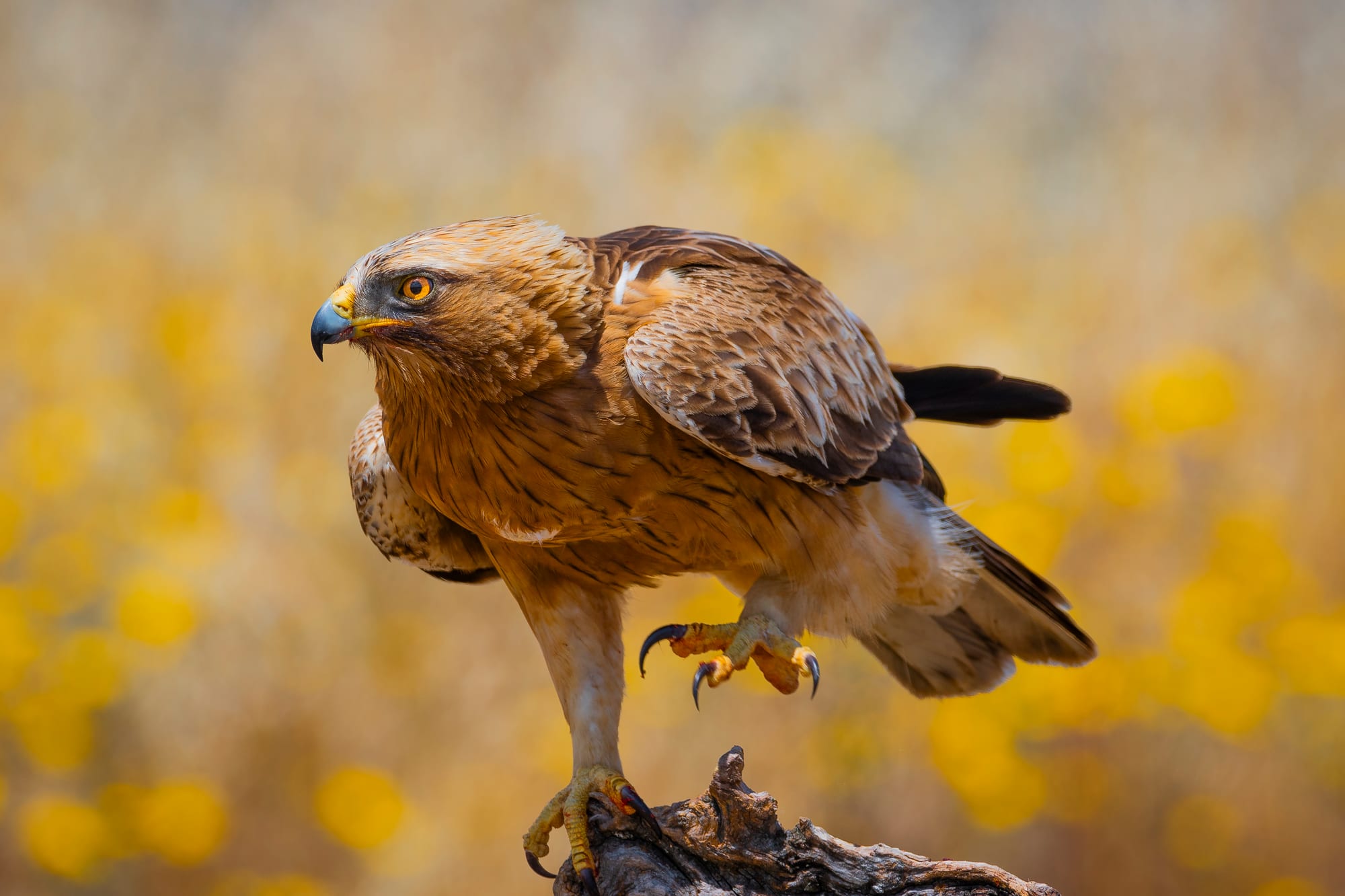 Águila calzada